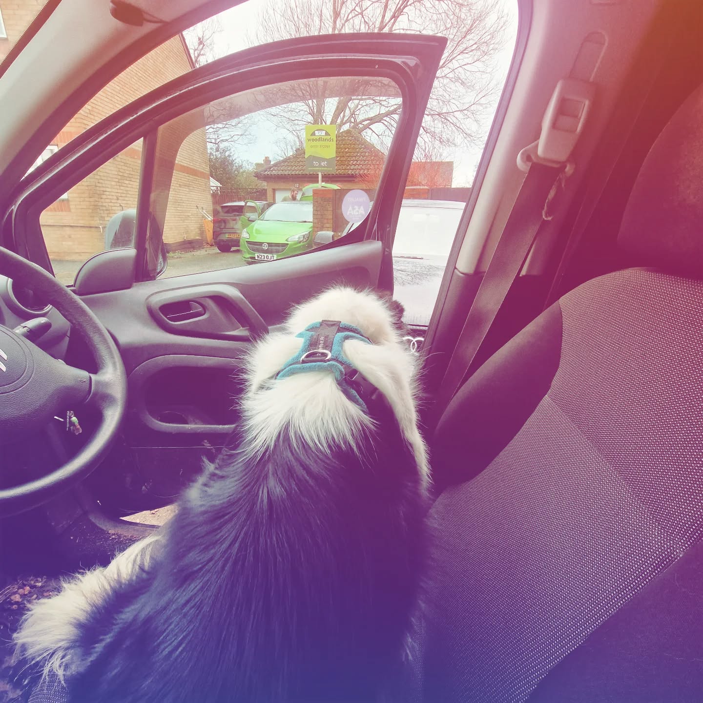 When the dogs think it's their turn to drive....๐๐ถ๐จ