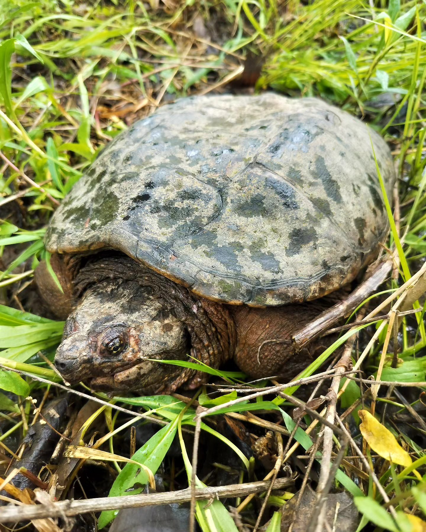 Thursday Moment of Zen. Releasing an old beauty of a snapping turtle (Chelydra serpentina) into the swale next to the river on campus. This tough girl has evidence of two significant healed cracks in her shell and has lost her right eye, but she's on the move because it's May and mating season. Wish her luck!
