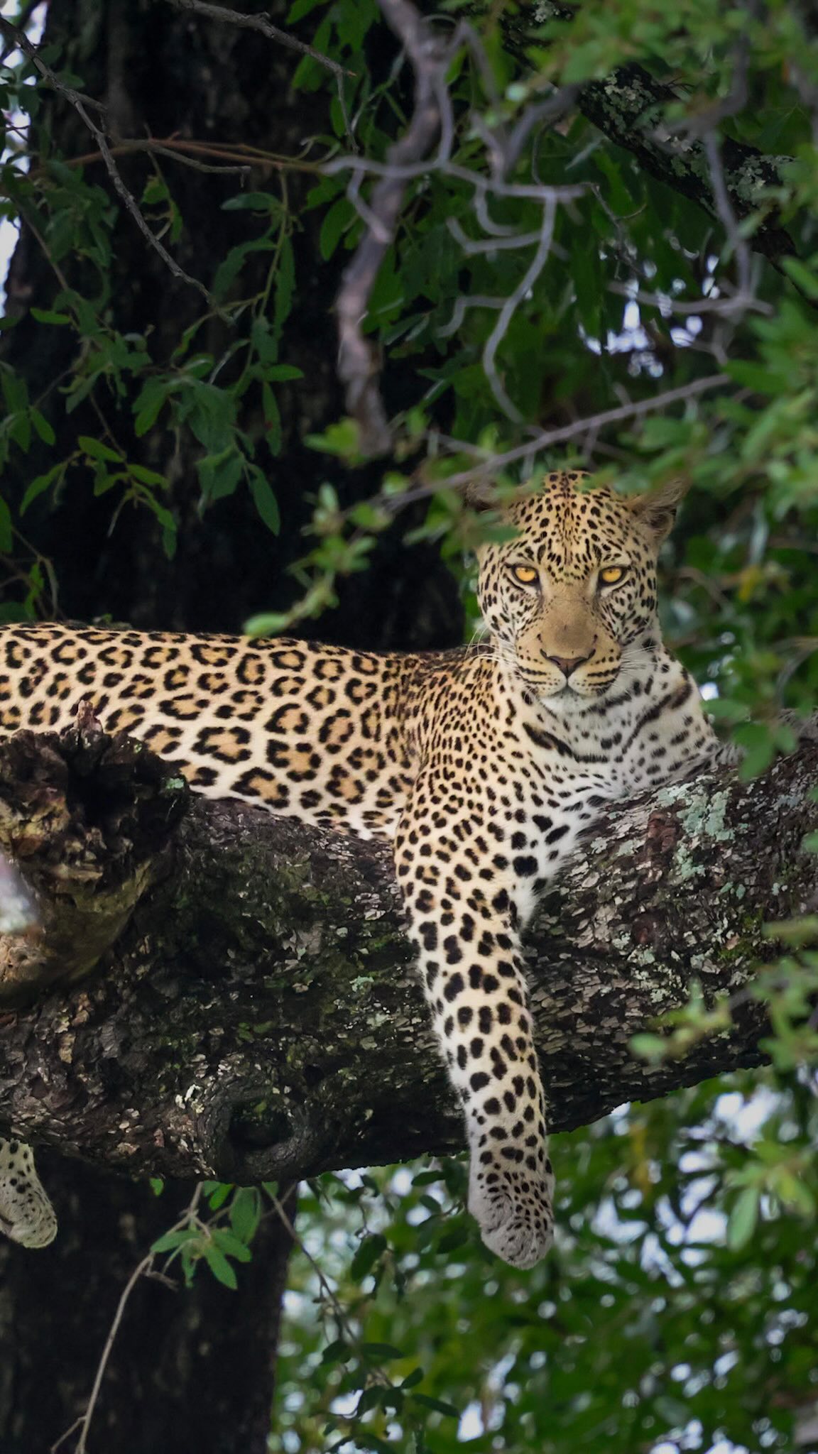 Wildnis pur. Gänsehautmomente. Einzigartige Sightings.
Wir verraten euch unsere besten Orte für unglaubliche Tierbegegnungen!
🇧🇼
@thejaoreserve
Khwai Private Reserve
North Island, Okavango Delta
🇳🇦
@etoshanational
@ongavagamereserve
Huab River
🇿🇦
Greater Kruger
Moditlo Private Game Reserve
Speichere dir diesen Beitrag ab und plane diese Stops unbedingt bei deiner Afrika Reise ein.
Du möchtest mit uns auf Safari gehen und genau das erleben? Wir helfen dir mit unserer Erfahrung dein Afrika Abenteuer zu planen.🫶🏻
Oder du kommst mit uns, Lena und Patrick, auf Safari bei unserer Gruppenreise und wir zeigen dir unsere Lieblingsecken. 💙
Alle Infos in der Bio. 🔗
#infinitewild #africa #namibia #botswana #southafrica