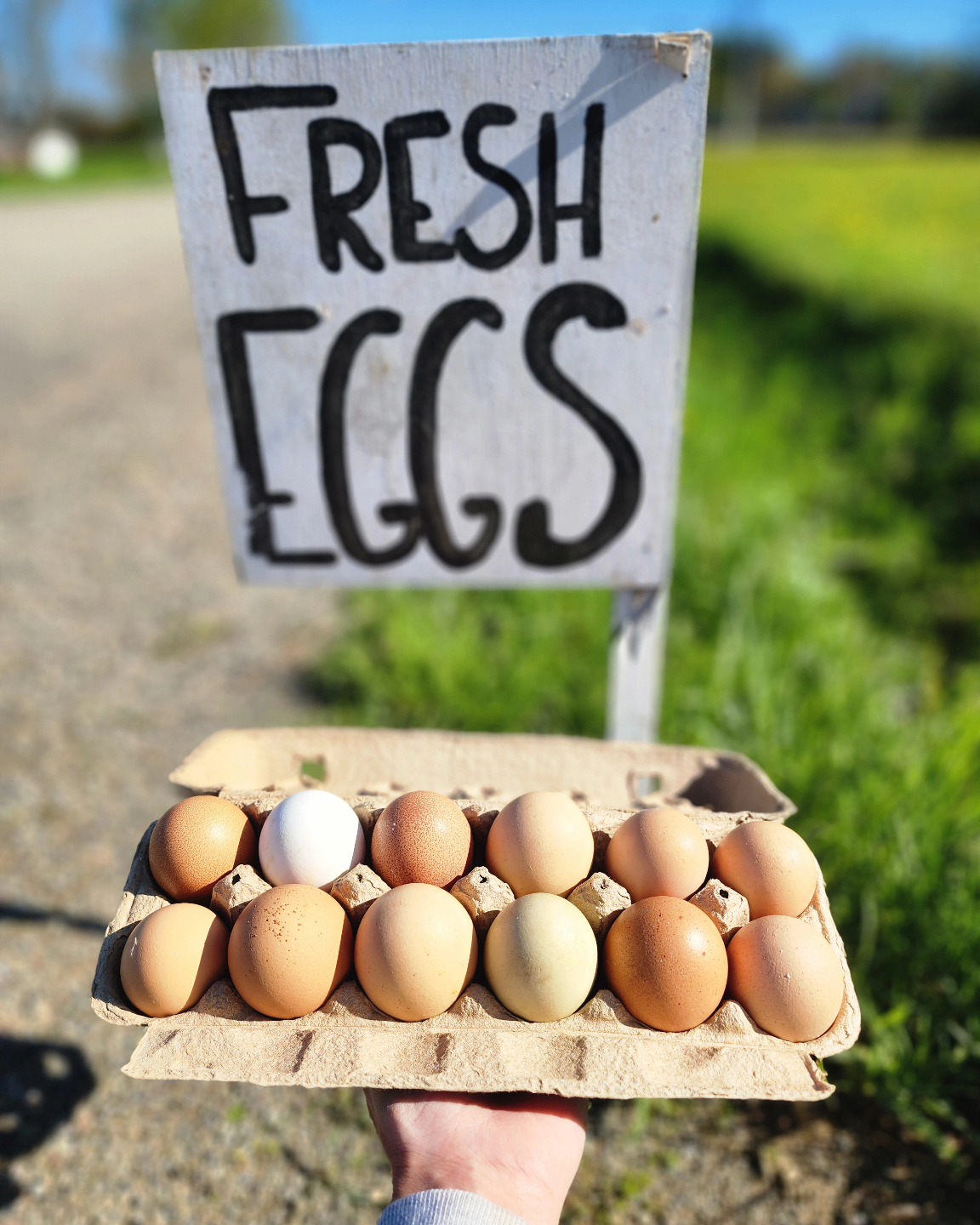 The egg cooler is back out at the road! Come see us and grab a dozen (or two or three) for Mother's Day brunch this weekend!
ā¢
The hens have been out on fresh spring pasture for several weeks now. You're not going to believe how bright orange these yolks are! 6296 Meadows Road in Dewittville is our address. It's one heck of a day for a sunny drive to the country!