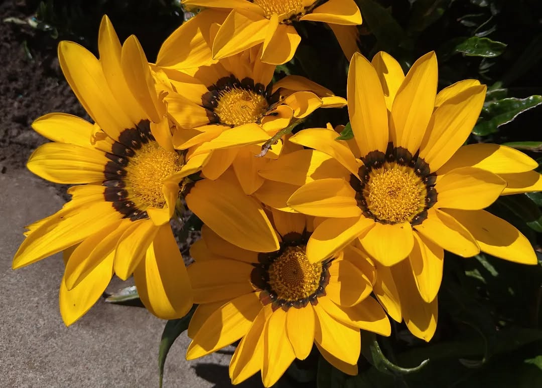 tyncellarcommunityhall #selfcateringcottage #selfcatering #holiday #cottages #margam #porthcawl #bedandbreakfast #inittogether #barnconversion #tyncellarfarm #thebarnbedandbreakfast #inittogetherfestival #farm #farmlife #visitwales #walesadventure #wales❤️#nature #august #wales #summer #flowersofinstagram