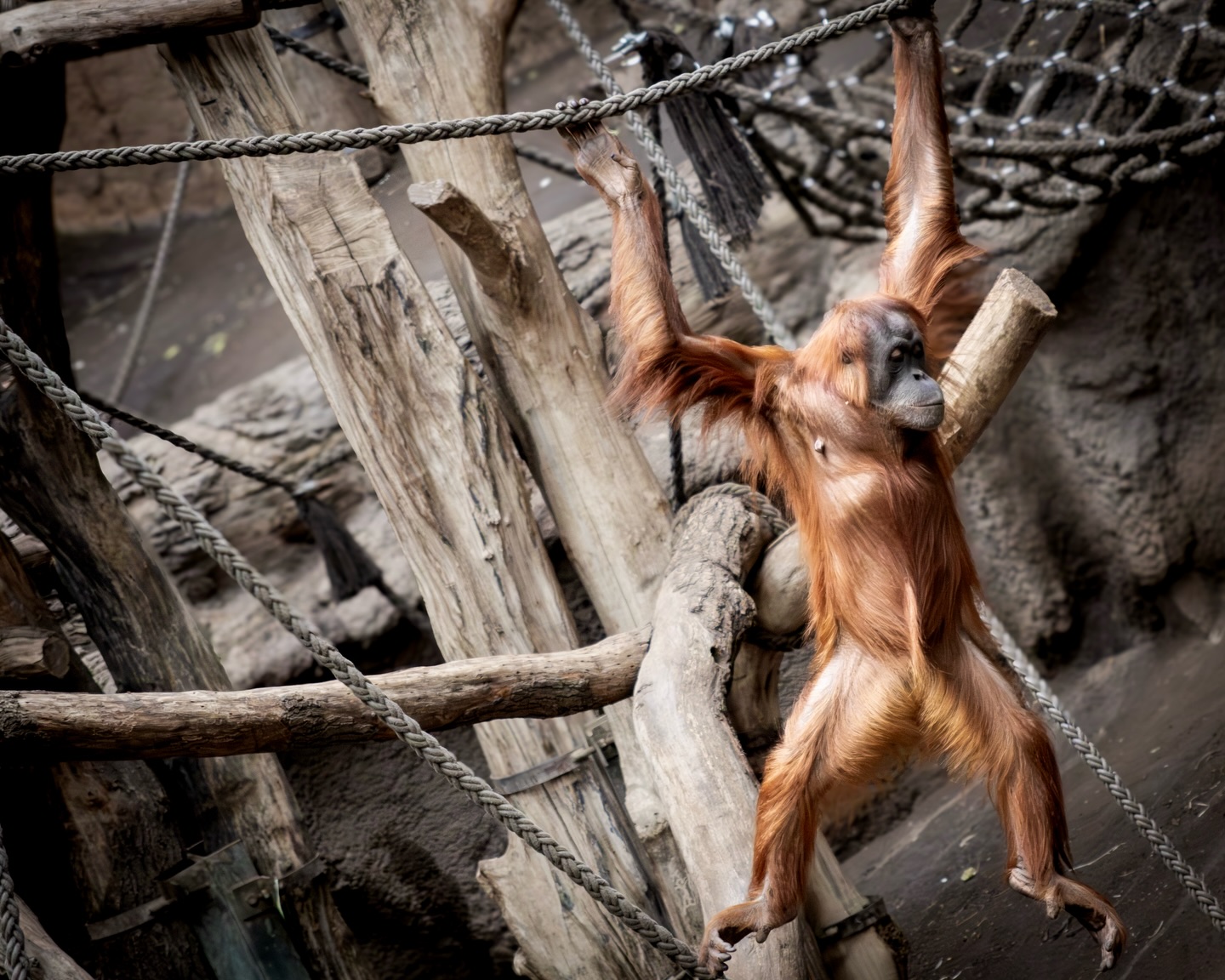 Fünf Begegnungen.
Fünf unterschiedliche Arten von Präsenz.
Dynamik, Ruhe, Blickkontakt, Bewegung.
Beobachtungen aus dem Zoo Leipzig –
reduziert auf das, was zwischen den Momenten passiert.
📸 @artderocks_fotografie
#leipzig #zooleipzig #animalphotography #visualstorytelling #wildlifephotography