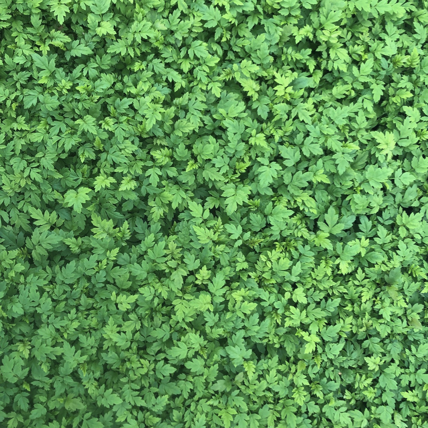 C'est le temps du repiquage ! C'est à dire qu'il faut transplanter CHAQUE plantule afin de lui offrir l'espace nécessaire à sa croissance et à son développement racinaire. Celle-ci sera par la suite, finement observée, arrosée, désherbée, fertilisée, transplantée (jusqu'à quatre ou cinq fois selon sa variété et ses besoins) et déménagée de la serre au jardin. J'vous dis qu'il y a de l'amour là-dedans !
#pepinierenorthhill
#sorbierdesoiseaux
#repiquagedesemis
#jardin
#amenagementpaysager