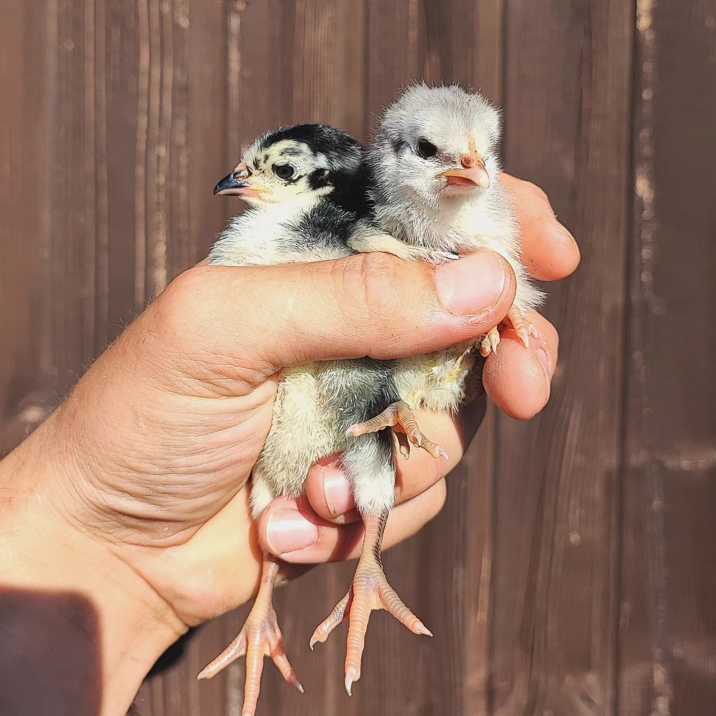 Eine Hand voll Glück.
Wer erkennt die Rasse?
Kleiner Tipp, sie bekommen ein blauschimmerndes Gesicht.💙
_________________________________
www.broholmer-zucht.com
Instagram & TikTok @huehnerwelt_rauch
Facebook @rauchs_huehnerwelt
_________________________________
Liebe Grüße und alles Gute
Euer Gabriel von Rauchs Hühnerwelt
#hühnerrassen #spanier
#hühnerimgarten #kükenheim #chicken #happyküken #happyhühnergarten #grünleger #chicks #kükenaufzucht #altehühnerrassen #hühnerwelt #nutztiere #altenutz #küken #farming #nature #zahmehühner #farmingwithnature #chickenfarming #hühnerzucht #hatchingeggs #bedrohtenutztierrassen #spanishwhiteface #hühnerweltrauch #hühnerliebe
#hühneralshaustiere #hühnerrassen #ausgestorben #landwirtschaft #selbstversorger
