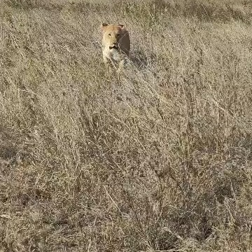 Finding my mate in The Wild
#adventurephotography #safariphotography #tanzaniasafari #explorers