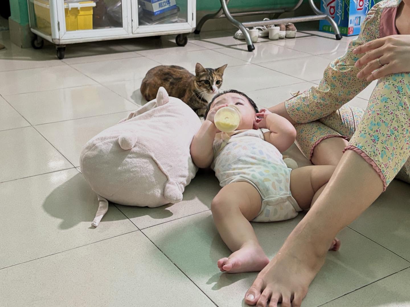 .
ベトナムの猫🇻🇳
今回妻の地元に滞在する際、親戚の家に泊まらせてもらいました!
そこで飼われている猫で、なんと妊娠中!
私の息子が赤ちゃんだからか、常に寄り添ってくれる優しい猫ちゃんでめちゃフレンドリー😍
動画撮れなかったんですが、トイレの際は人間のトイレの便器へ💩もおしっこもしていてめちゃ賢い!!
滞在中にまさかの出産もして母子共に健康でしたが、一気に5匹産まれて、おめでとう㊗️
子育て奮闘中の私はこれから大変だぞ〜と思ってしまいました笑
他の猫も何度か見かけましたが、写真や動画撮るチャンスを逃してしまいました。。
実はこのベトナム里帰りの後、マレーシア🇲🇾へ旅行に行きまして、次回投稿します!
ベトナムの猫Cảm ơn🇻🇳
.
.
.
#happylifewithdogs🐾
.
#ペットシッター
#ベト