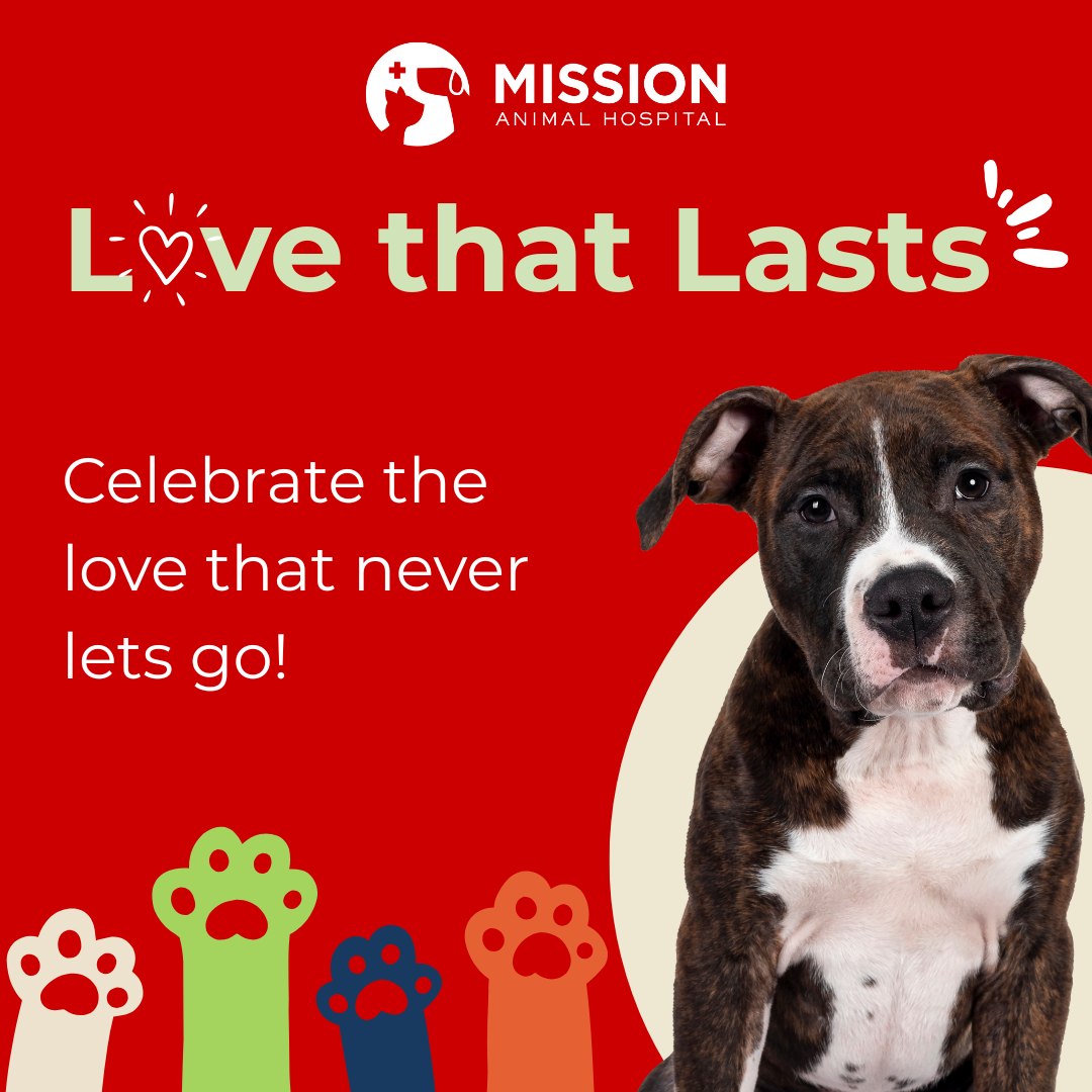 Many families in Minnesota are facing uncertainty, and in moments like these, the comfort of a beloved pet — and knowing care is still accessible — can mean everything.
February is a month of love — and this year, love means showing up with steadiness and care.
At Mission, we see Love That Lasts every day:
🧡 The love that stays close when the world feels heavy.
🧡 The love that brings comfort and reassurance without words.
By becoming a Mission Sustainer, you help protect that bond all year long. Monthly gifts ensure pets can receive urgent medical care when they need it most, giving families stability and peace of mind.
And right now, your impact can grow even more: If we welcome 25 new Sustainers by February 15, 2026, the Bennett Family will add $5,000 to support pets and families.
No matter the amount, your monthly support creates lasting impact — month after month, pet after pet.
Help ensure Love That Lasts.
🔗 donate.missionah.org/a/sustainer
#missionanimalhospital #donate