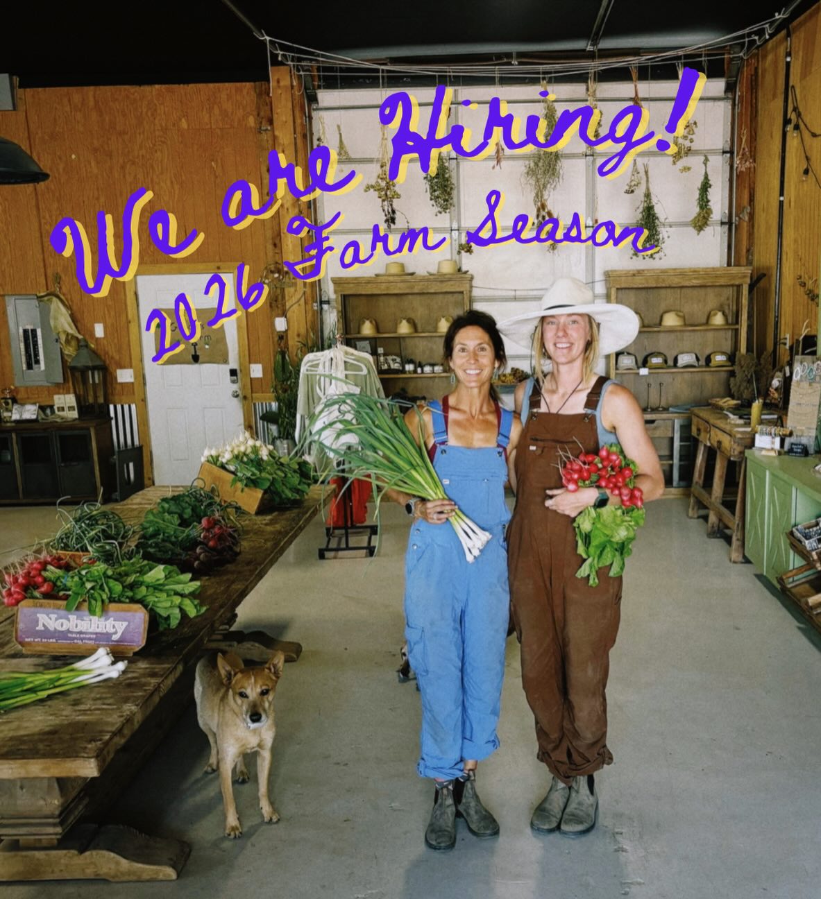 Gracie’s Farm is hiring for the 2026 season! 🌱✨
We’re looking for two awesome farm hands to join us next year. If you’re motivated, dependable, love working outside, and want to dig into biointensive farming while exploring the magic of agritourism + farm life, this might be your sign 👀🌞
Ready to get dirty, learn a lot, and grow with us?
👉 Hit the link in our bio for all the details + to apply!
