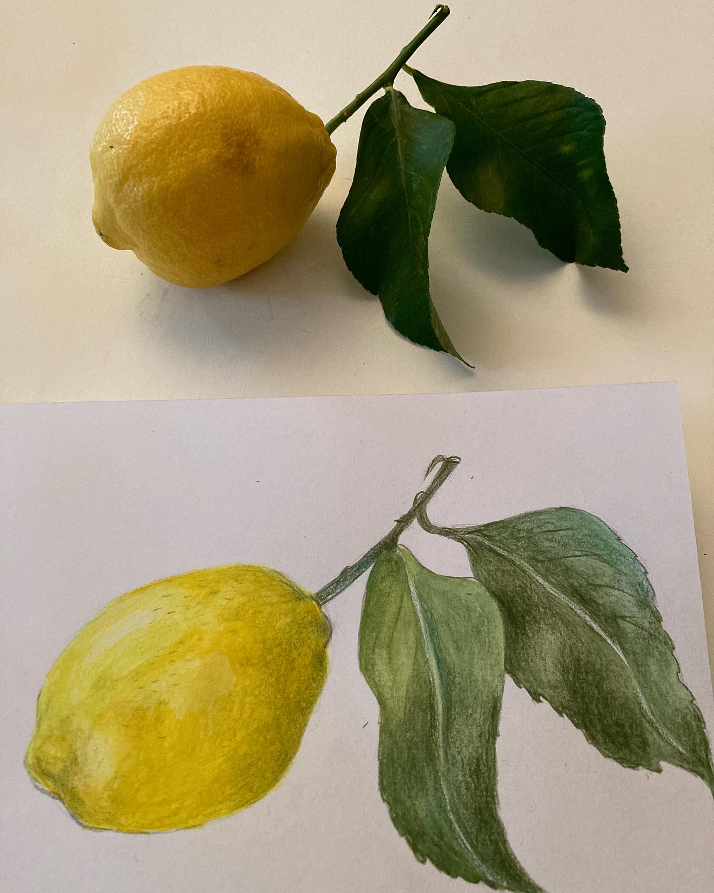Le citron, selon la Diététique Chinoise!
Un dessin perso, ma recette préférée!
Le citron est considéré comme un médicament depuis la nuit des temps. Réputé pour être un super remède contre la fièvre et certaines épidémies, il a empêché le scorbut et de préserver les aliments sur les bateaux.
Sa particularité est d’être très acide, l’illustration même de ce saveur en Diététique Chinoise. Pas question en équilibre acido-basique dans cette tradition! Juste se référer à la sensation brute de croquer à pleines dents dans un citron: il rétracte les chairs et contracte les muscles, ce qui le rend intéressant pour retenir les liquides et hydrater le corps.
Le citron est de nature fraîche, de saveur acide, de tropismes Foie/ Estomac/ Poumon. Comme tous les agrumes, il coupe la soif, clarifie la chaleur, retient et nourrit les liquides organiques, traite la sécheresse, calme la fièvre et la chaleur caniculaire.
Il harmonise l’Estomac (rééquilibre les enzymes gastriques), calme la nausée et les vomissements: interessant contre la gueule de bois, mais aussi contre les nausées des femmes enceintes, où il sera aussi recommandé pour éviter les fausses-couches.
Il humidifie les Poumons et traite les mucosités chaleur au niveau des bronches.
Il favorise aussi la fluidité du sang, protégé les artères et fait baisser la tension et le cholestérol.
Il est riche en vitamine C surtout, mais aussi À,B1, B2, B3 et en de nombreux minéraux. Cela en fait un tonique du système cardiaque, vasculaire, cérébral et nerveux.
Attention toutefois à ne pas en abuser à jeun le matin, surtout si vous êtes en vide de Yang ou en stagnation du QI du Foie, ou encore en cas de tendinites!
Ma recette préférée: Le cheese-cake au citron vert et avocat!
#citronvert #citrons #limone #alimentquisoigne #bienfaits #dietetiquechinoise #agrumes #madreperlamtc