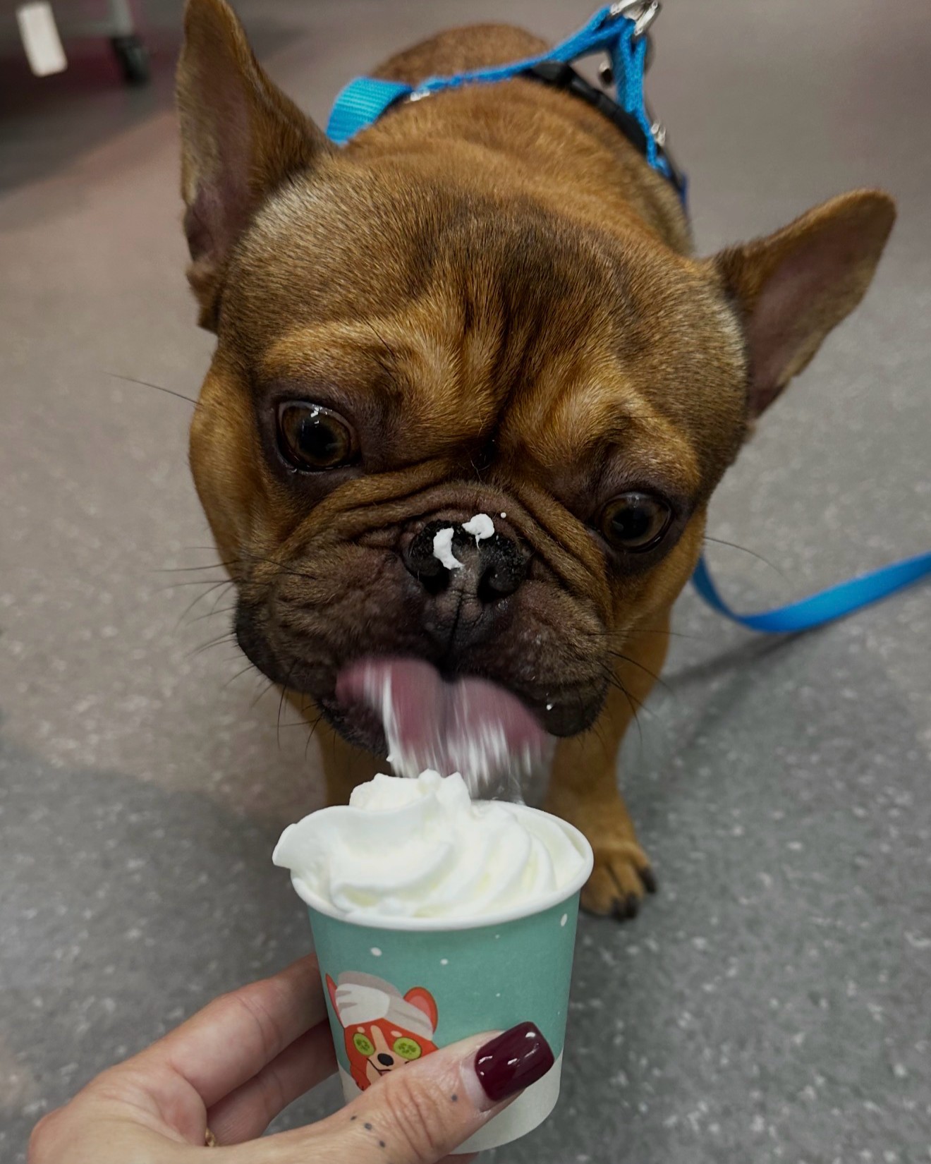 Pup Cup Happiness at Wiggle Rumps ReTail 🐾⠀
⠀
This adorable Frenchie stopped by and enjoyed one of our complimentary pup cups — and it was love at first lick! 🐶💕⠀
⠀
We’re currently offering FREE pup cups for visiting pups while supplies last, because every dog deserves a little extra love.⠀
⠀
Whether your dog is here for grooming, self-wash, shopping, or just to say hello, we love making every visit special.⠀
⠀
Stop by Wiggle Rumps ReTail and treat your pup to the Wiggle Rumps experience — where every visit ends with a happy little wiggle.⠀
⠀
📍 Castro Valley⠀
Full-service grooming • Self-wash • Premium pet supplies⠀
Book grooming online: