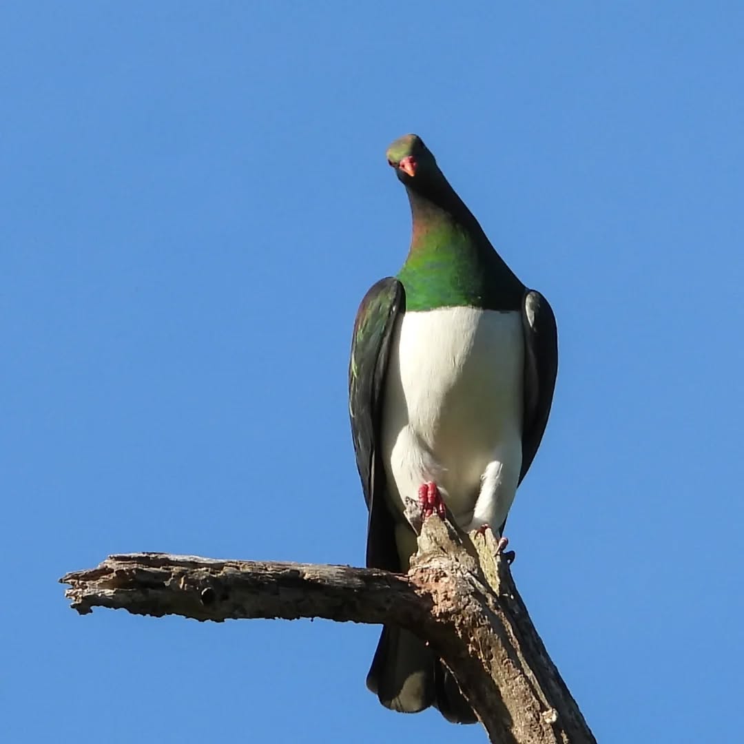 Pidgie, all streamlined and sharp after just landing.
#karameakereru #Karamea #kereru