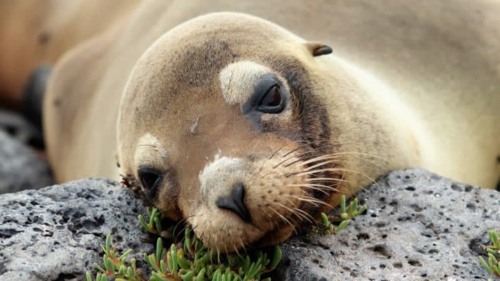 🌊🐢 Embark on an unforgettable adventure with our Galapagos sailings! Experience the unparalleled beauty of nature and wildlife in this breathtaking archipelago. From adorable sea lions to majestic tortoises, every moment is a chance to connect with the incredible diversity of marine life and lush landscapes. 🌿✨
Ready to explore the wonders of the Galapagos? Contact me today to book your sailing and immerse yourself in nature’s paradise! 📞
#galapagos #bookcelebritycruises #celebritycruises