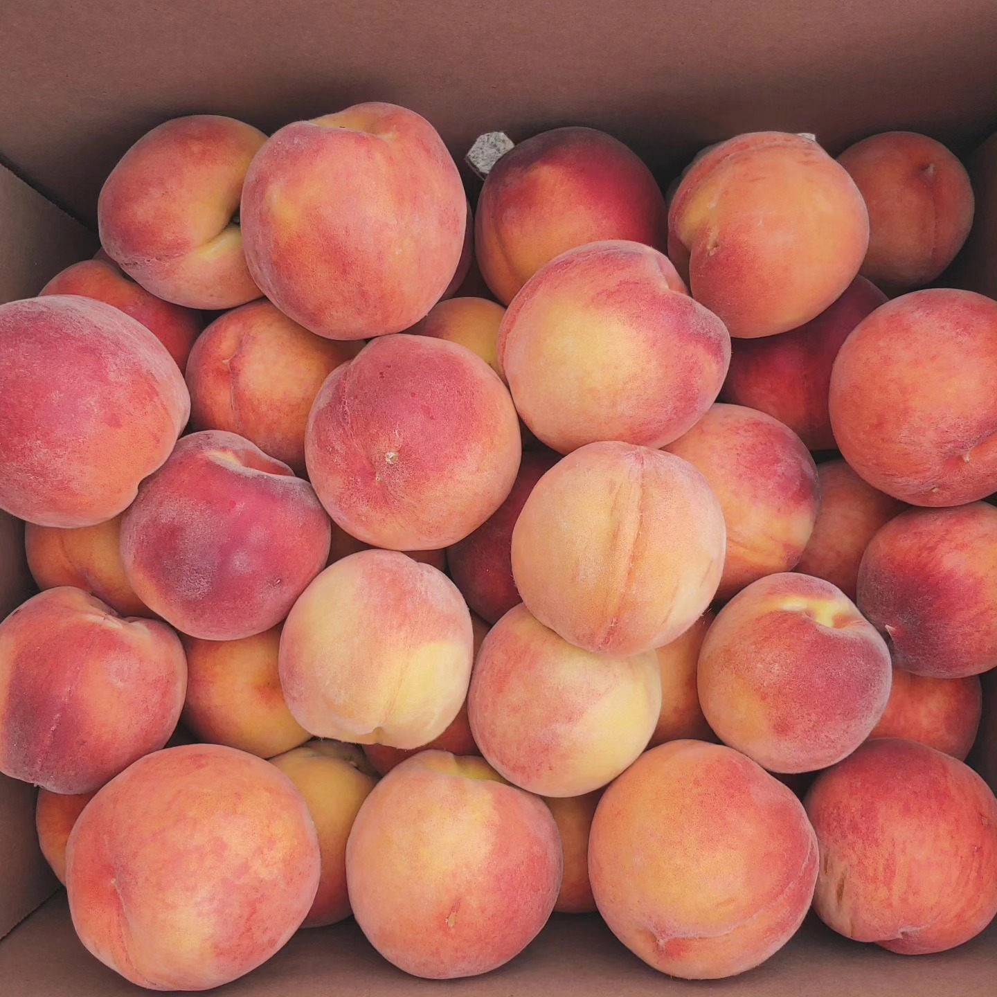 Beautiful Contender peaches grown on our farm are available by the box or by the pound. $35/25 pound box or $2/pound.
Seconds are available for $25/25 pound box or 2 boxes for $40 while they last.
We accept cards, cash and checks.
937-232-7525
They are juicy and delicious!