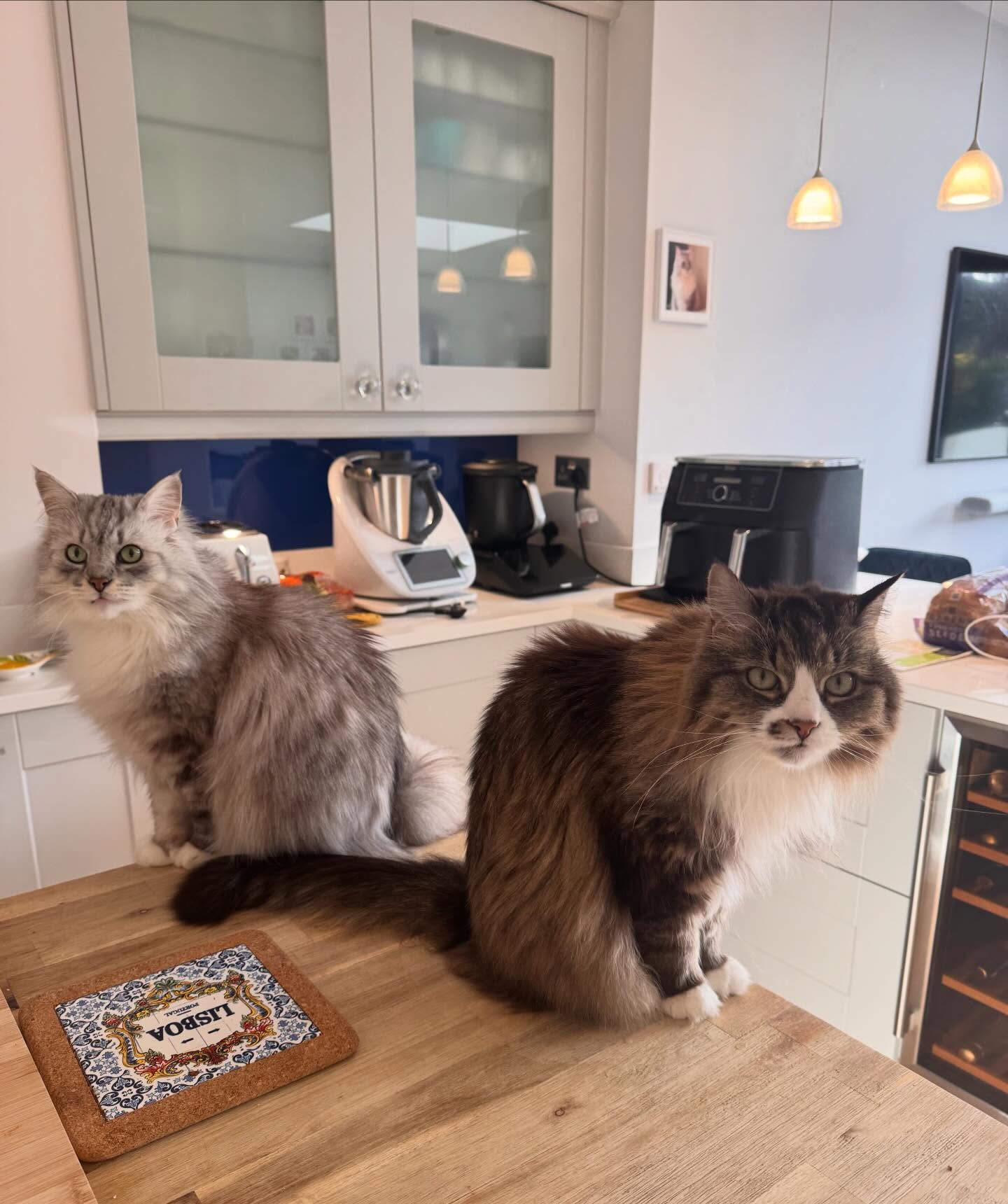 ‘What’s for breakfast, mum?’