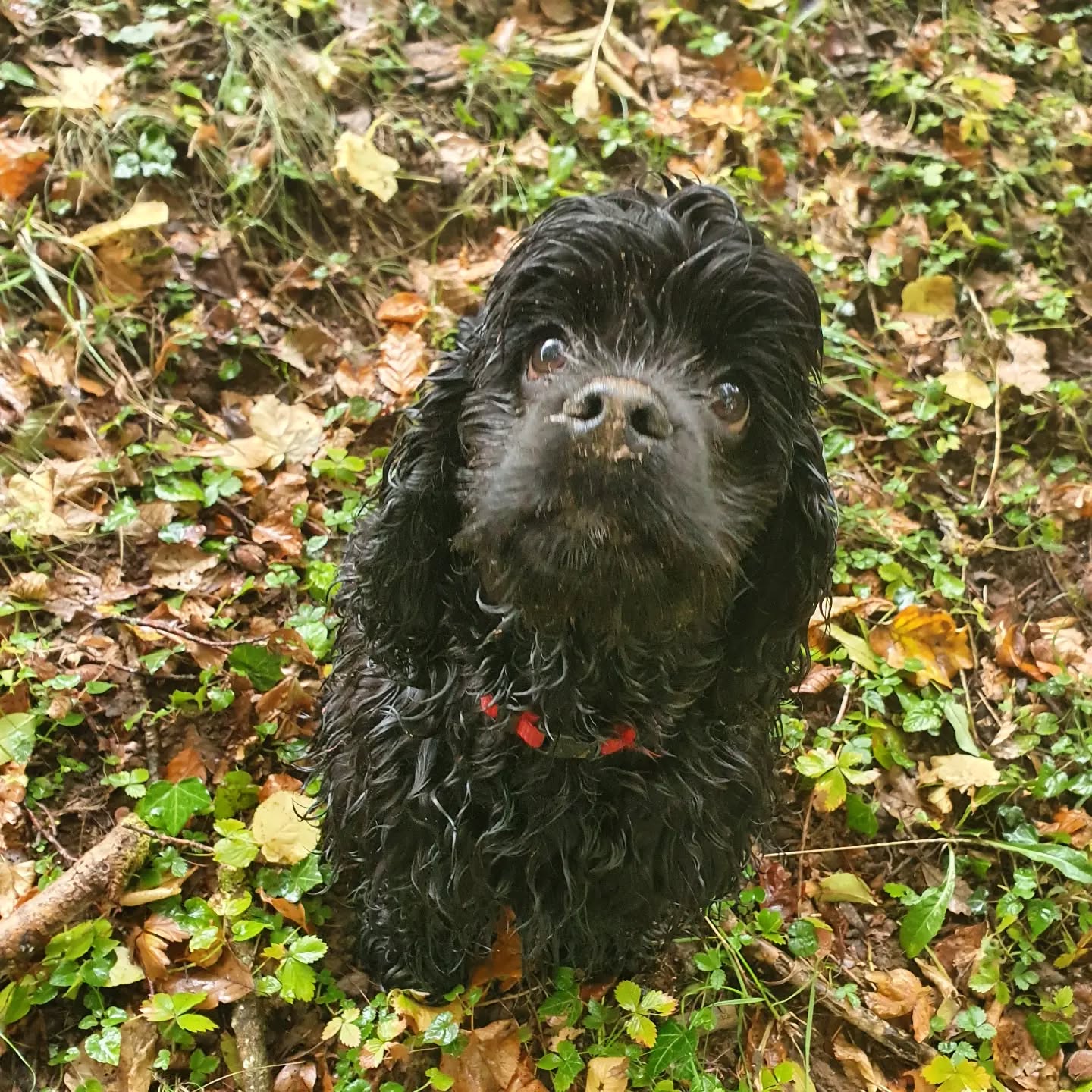 Lucy mit dreckigem Näschen 🥰
#americancocker
#americancockerpuppy