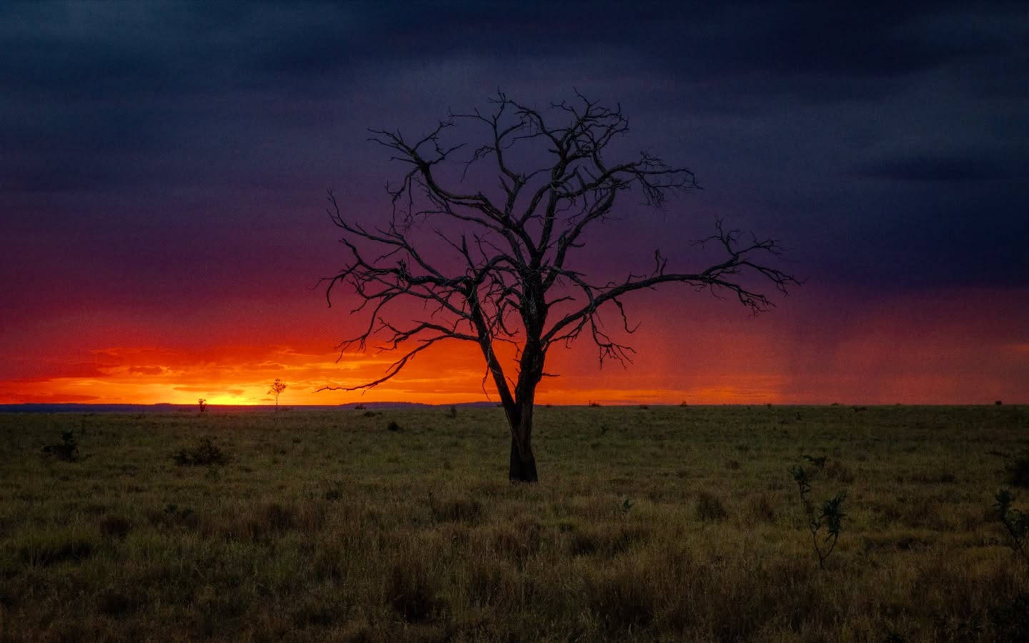 Sunset so good even the tree’s branch-manager approved it.
#ausgeo #naturephotography #sunset #sunsets #canonaustralia