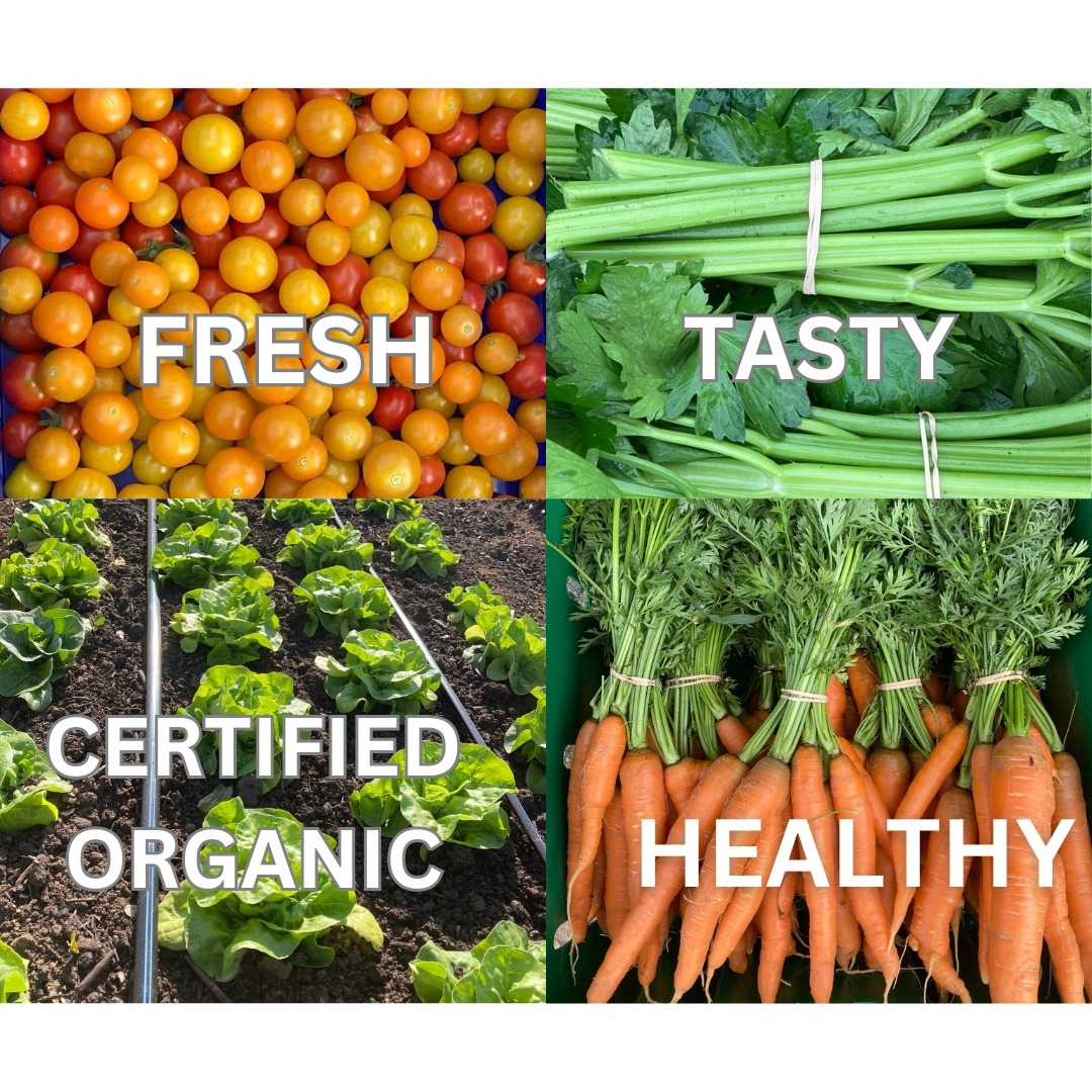 Fresh and tasty vegetables = vegetables that you WANT to eat.
You can get a weekly supply of organic vegetables grown in Kingston, NH with our CSA vegetable box subscription.
Get $30 off your subscription when you register before February 23rd. Link in bio for more information.