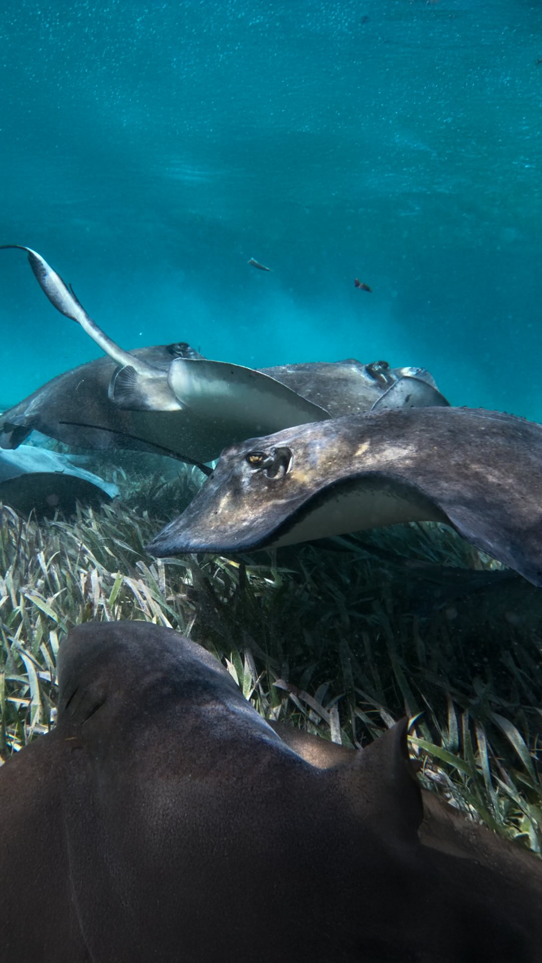 The sea doesn’t rush.
It doesn’t force.
It simply moves — and invites you to do the same.
Maybe that’s why you’re here.
#sharkrayalley #sanpedrobelize #ixchelwellnessresort #snorkleing #secretbeachbelize