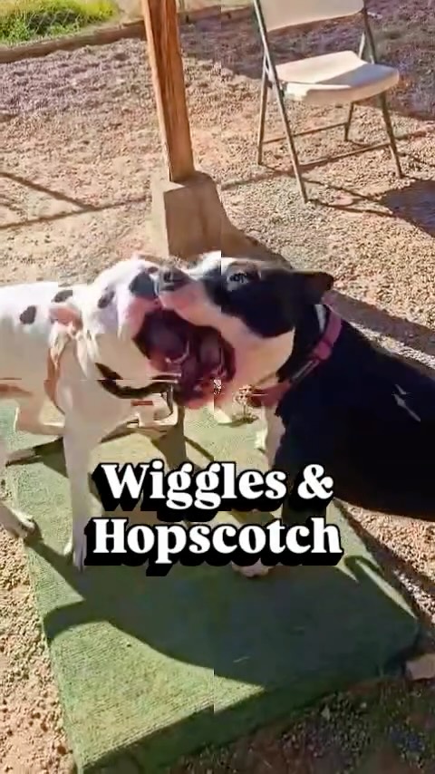 A fun-filled day of play and training for Mr. Wiggles (1.5yr old white & black pit mix, deaf) & Hopscotch (2yr old black & white pit mix)!
Ready to add one (or both) to your family? Adopt through @heartsaliveanimalrescue
#abetterpetdogtraining #heartsalive #dogsoflasvegas #adoptme #lasvegasdogtrainer