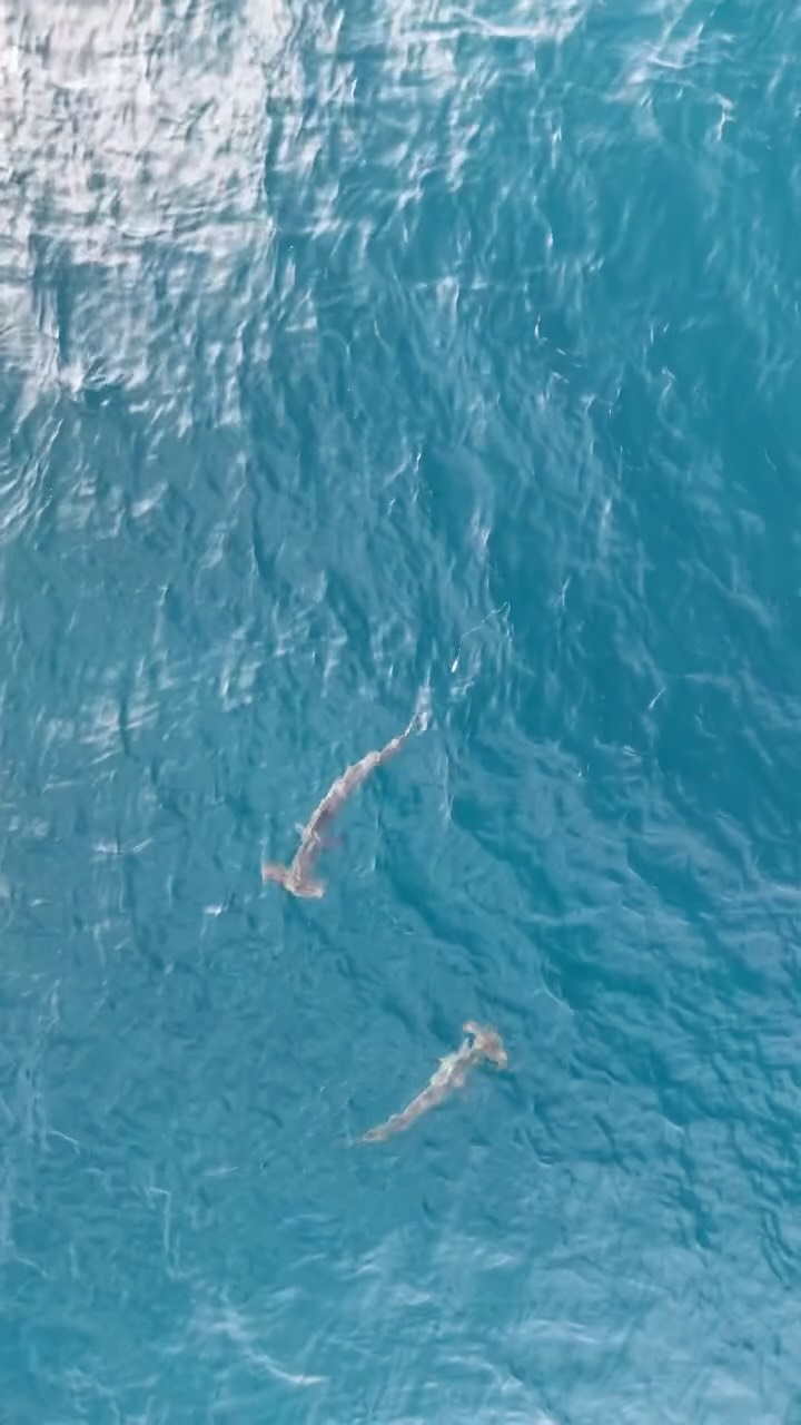 ⚠️ Entangled hammerhead Shark, Bulli Beach. Very distressed.
If you’re going to fish, don’t be a coward and learn handle your catch properly. Take your line with you, and clean up after yourselves.