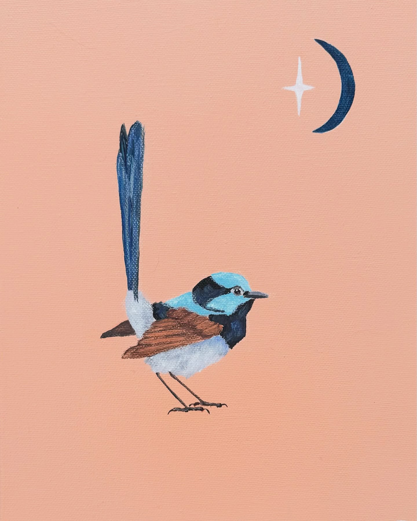 Fairy wren 🩵✨🌙