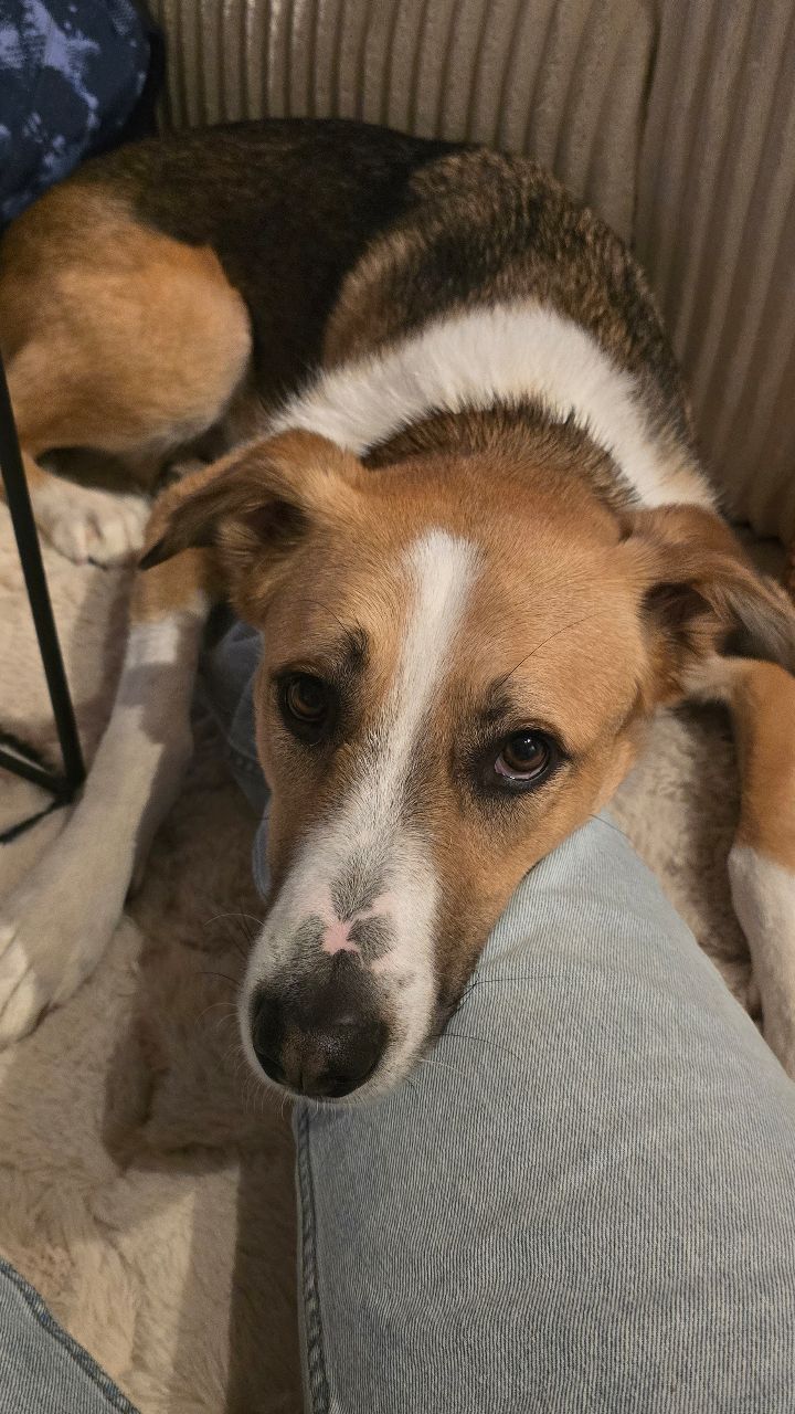 Nap trapped ? 🐾💗 #mydog🐶 #lovestory
Le week-end est arrivé. Câlins et instants privilégiés en famille. Lulu était heureux de voir tout le monde à la niche 🤍
Je me suis assise un instant par terre et il n'avait pas l'air de vouloir me laisser partir 🥹 On va profiter pour ralentir le rythme un peu ici 🙏🏻 #familyfirst
Bon week-end chez vous 💌😽
Chiens | Dogs | Instadog | Rescuedog