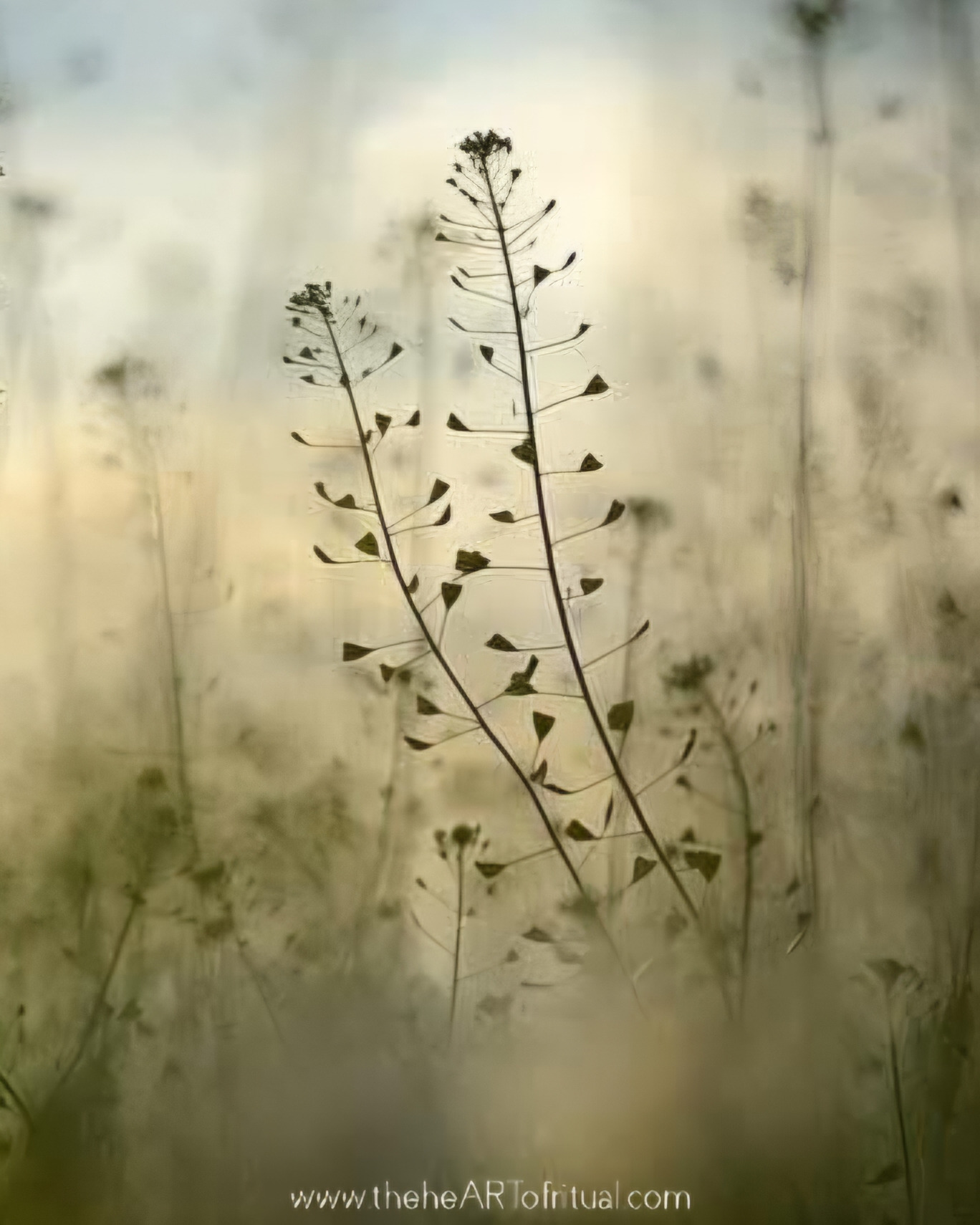 GATHER | Herbal Apprenticeship 2026
There comes a point when daily life begins to feel untethered from the living ground beneath it. Meals arrive without season. Health becomes something repaired rather than tended. Plants become names on labels instead of companions growing along paths, hedgerows, fields, and woodland edges.
The Herbal Apprenticeship exists as a path of return. Across four seasonal gatherings through the growing year, we meet wild, native medicinal plants within the ecologies that sustain them. This is learning that arises through walking, observing, tasting, preparing, and returning - again and again - as light, weather, and season shift. Understanding grows through relationship rather than mere collection.
A central thread of the apprenticeship is the restoration of food as the first expression of folk medicine. Herbs are brought into daily nourishment through kitchen practice that supports vitality as a way of living, not only as a response to illness. Traditional medicine-making skills are taught alongside this, grounded in lived familiarity with the plants themselves.
Working outdoors from April onwards, we learn to read the land, to notice patterns of vitality and strain, and to deepen attention through continuity with place. Folklore, storytelling, and ecological practice weave together, shaping a way of working rooted in humility, gratitude, and care. Depth here is measured through fidelity and intimacy, not through quantity. The group is small. The pace is unhurried.
The Herbal Apprenticeship begins in April.
Further details and enrolment:
theheartofritual.com/herbal-apprenticeship
Seen here - the heart shaped seed pods of Shepherd’s Purse at dawn, and a quiet moment with Yarrow. We are surrounded by such quiet beauty. I look forward to sharing it with you on the land and walking the growing year together.
_______________________________
The heART of Ritual
theheARTofritual.com
© 2026 The heART of Ritual™. All rights reserved.
#theheARTofritual