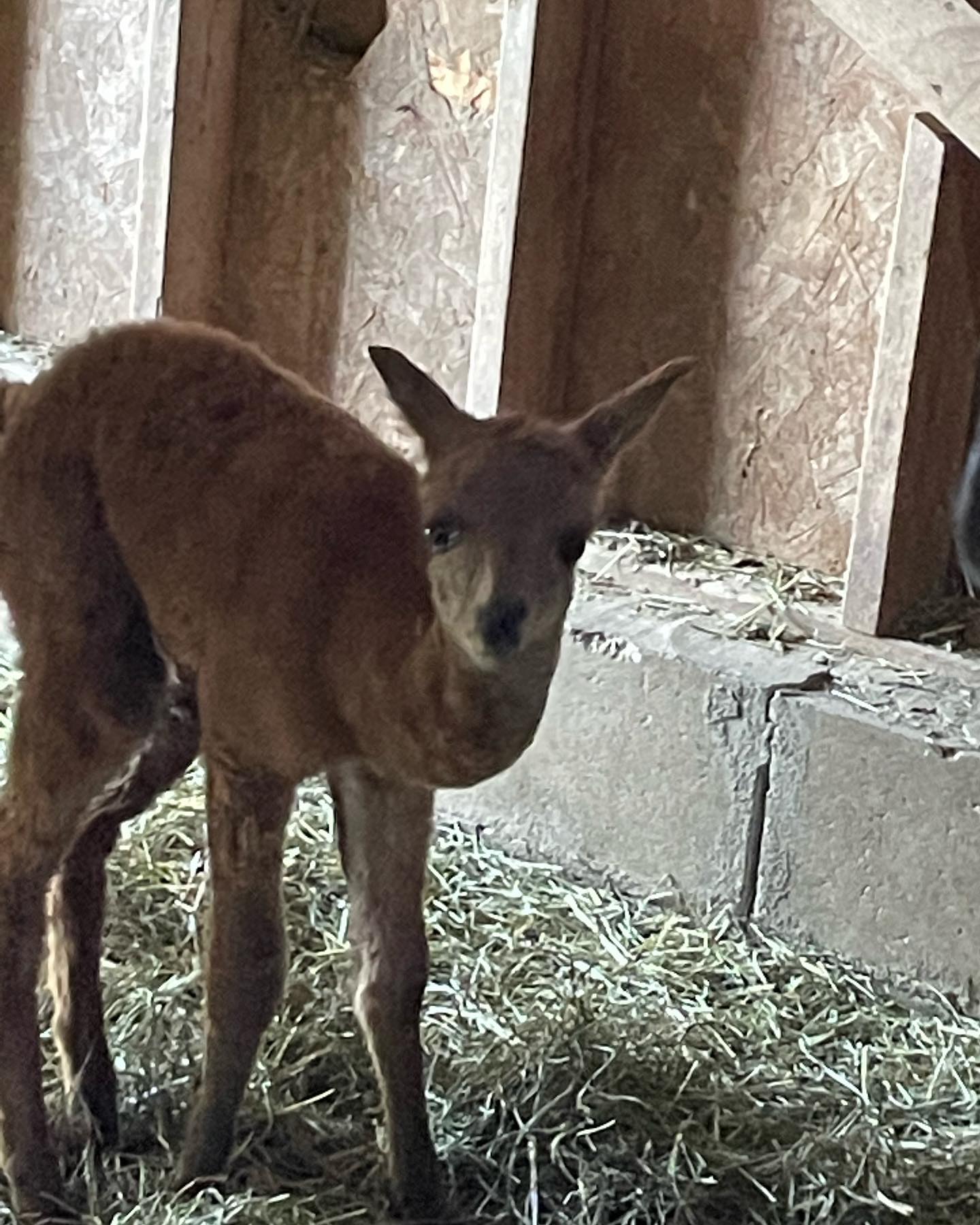 The newest member of the funny farm , Merry ( she was born just before Christmas) #alpaca #alpacadryerballs