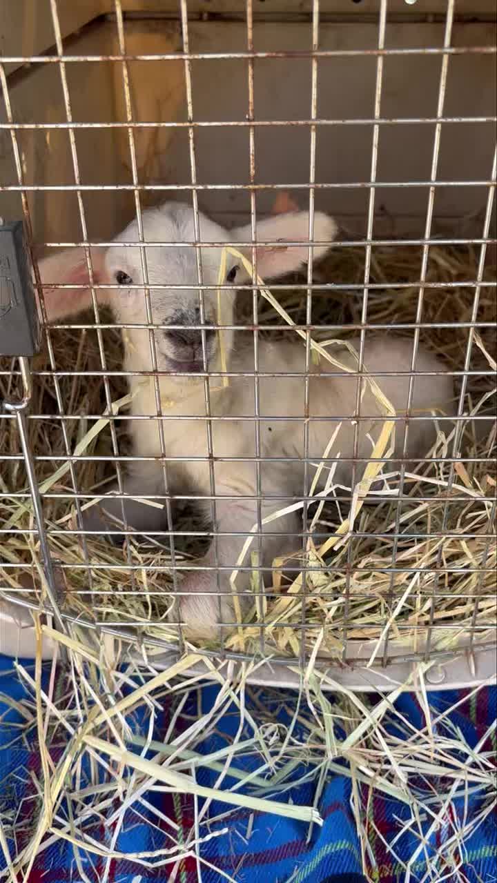 Just got this little guy home. He was rejected by his mom and we have tons of milk. We are looking for one more bummer lamb to keep him company if you hear of any please message me