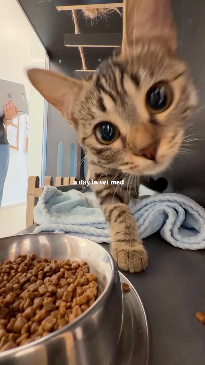 another day at @mikesvetdxb 🩵
#vetmed #vetlife #vetmedicine #vetcare #vetassistant