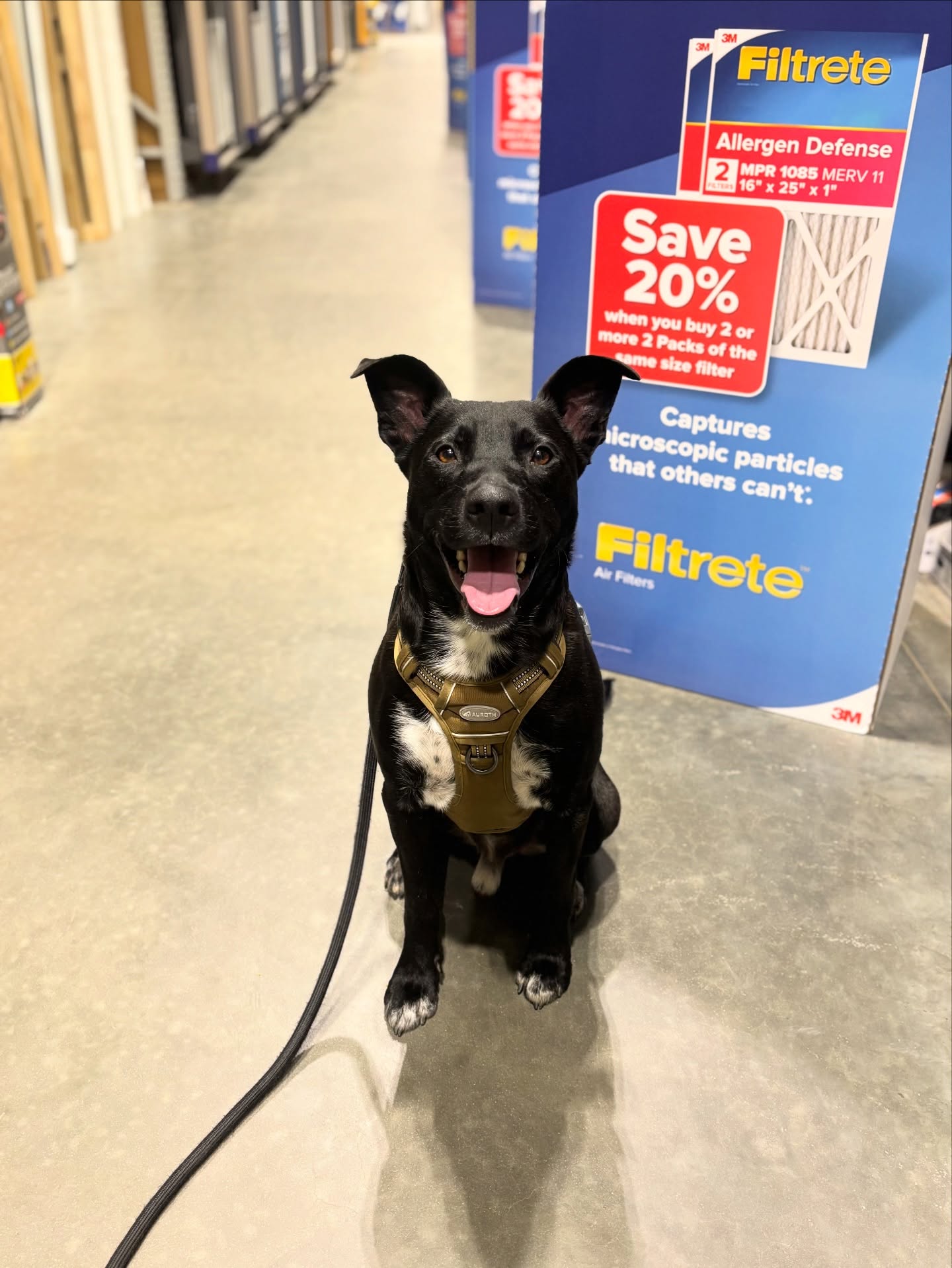 Archie nailed it at Lowe’s! He walked like a champ, did his stays and automatic sits. So proud of this handsome guy!
#hinesville #dogtrainingisfun