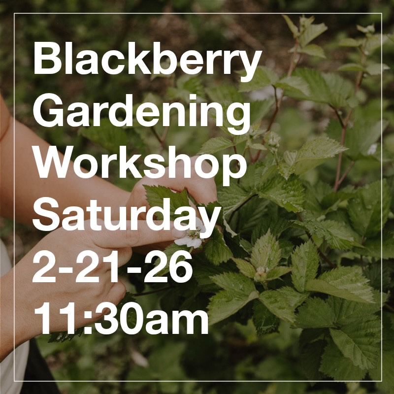 Interested in starting a blackberry patch? Come join us as we talk about creating and maintaining a healthy, productive (and delicious!) berry patch. Link in the bio.
