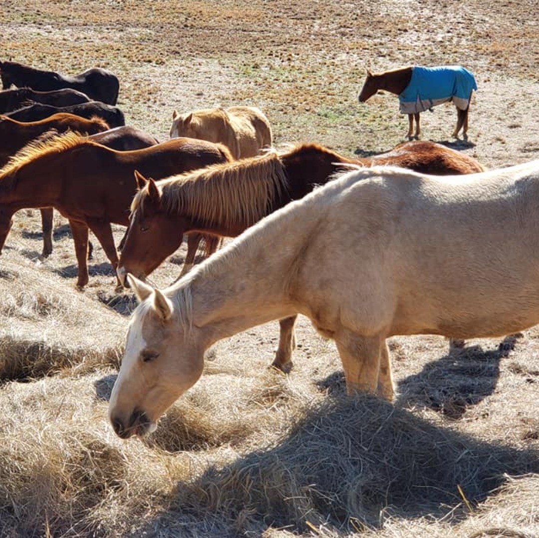 Wishing all horse-lovers a full 2021. #feedinghorses #2021 #happy2021 #horseboarding #happyhorses #alabamatrails