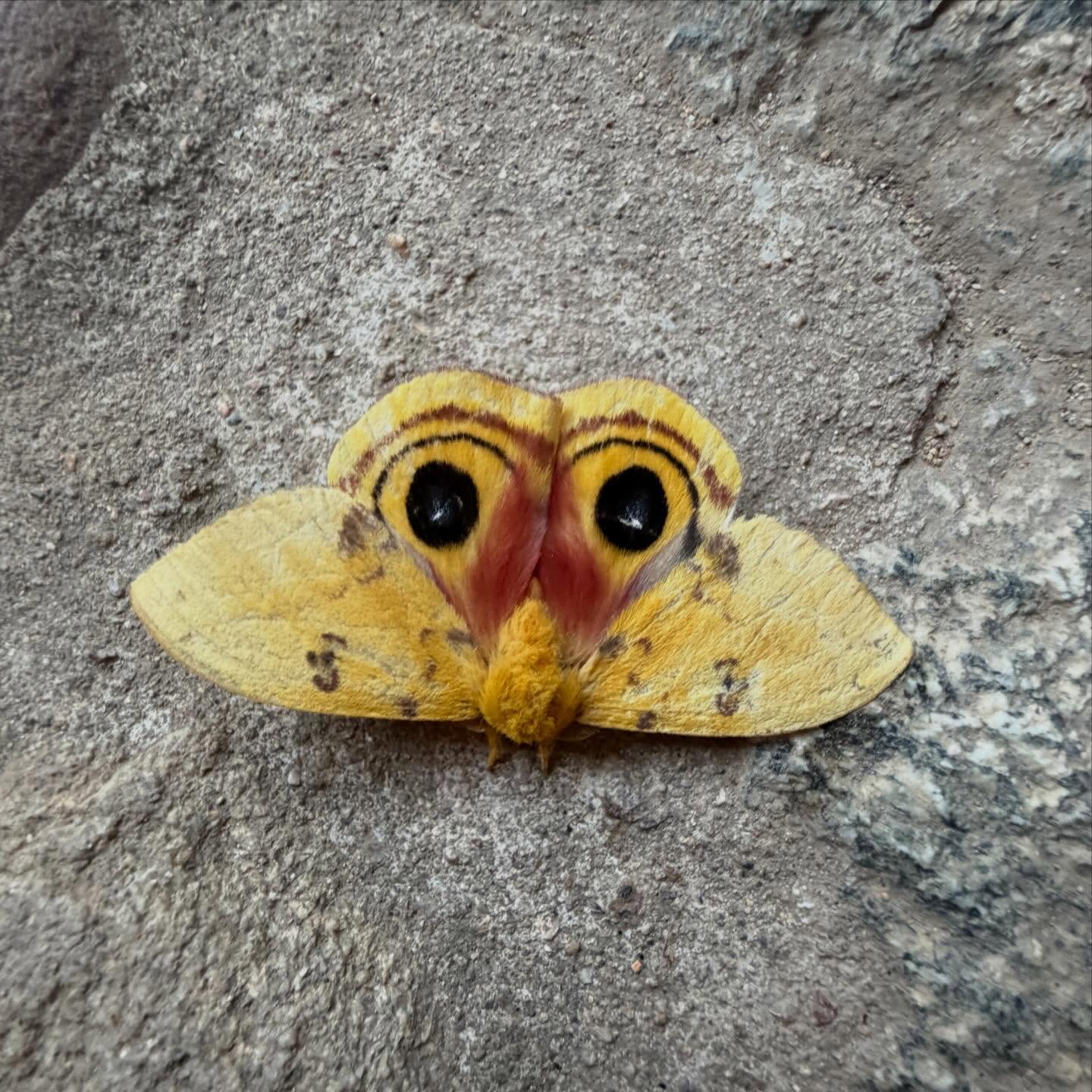 This morning…my son opened our front door and found this amazing moth, wings spread out on the stone walkway-owl eyes! On my jungle hike I saw hearts in the leaves 🍃💚. Simple magic everywhere, you just have to look 👀. #ecolodgemexico #magiceverywhere #simplicity #sanpanchonayaritmexico #sustainabletravel