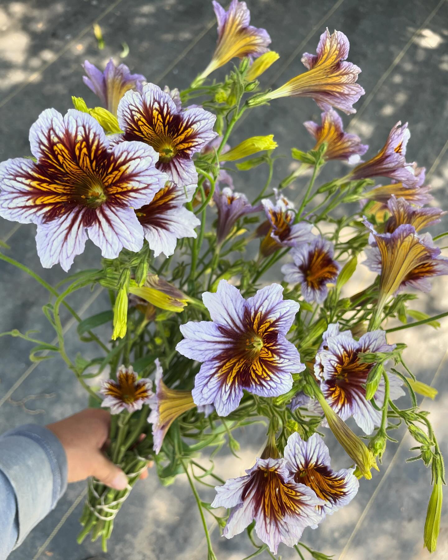 Swooning for Salpiglossis āGloomy Rivalā š