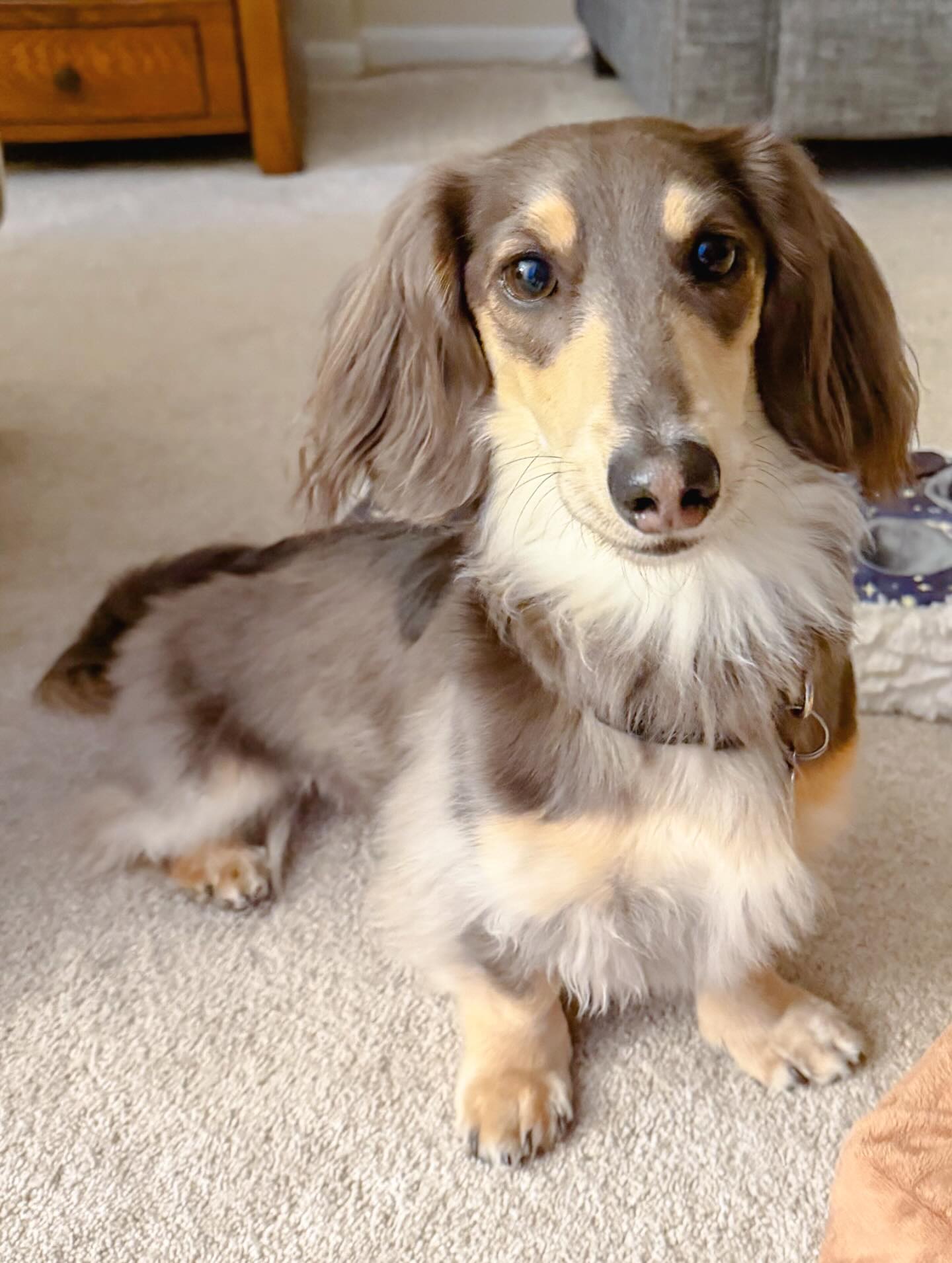 Another day, another dachshund stealing my heart. 🌭💗
This guy has picked up his quiet cue and whistle recall like a pro and we’re adding even more helpful (and fun!) cues to make everyday life smoother in a house full of weenie dogs. Smart, eager, and such a joy to train. 💛