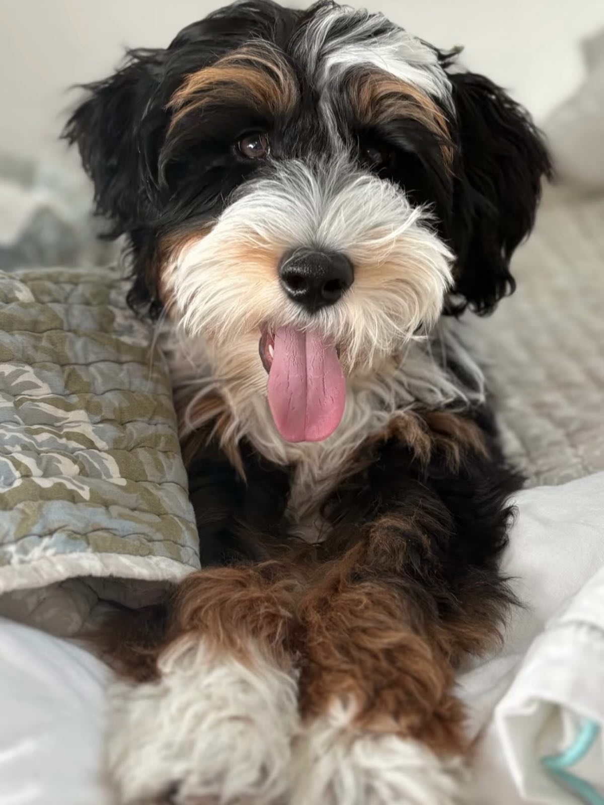 How cute is Howdy?!
Honey x Winston