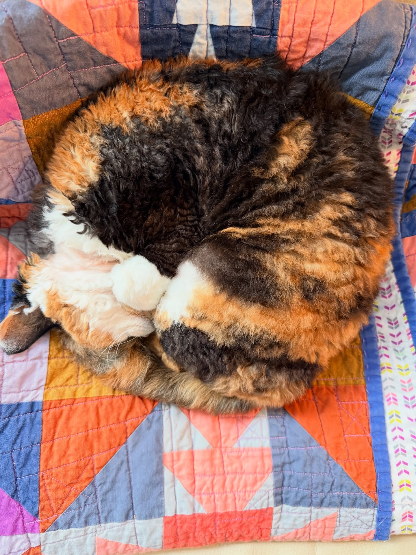 Curly cat, curled up. Quilt approved.
#devonrex #catsonquilts