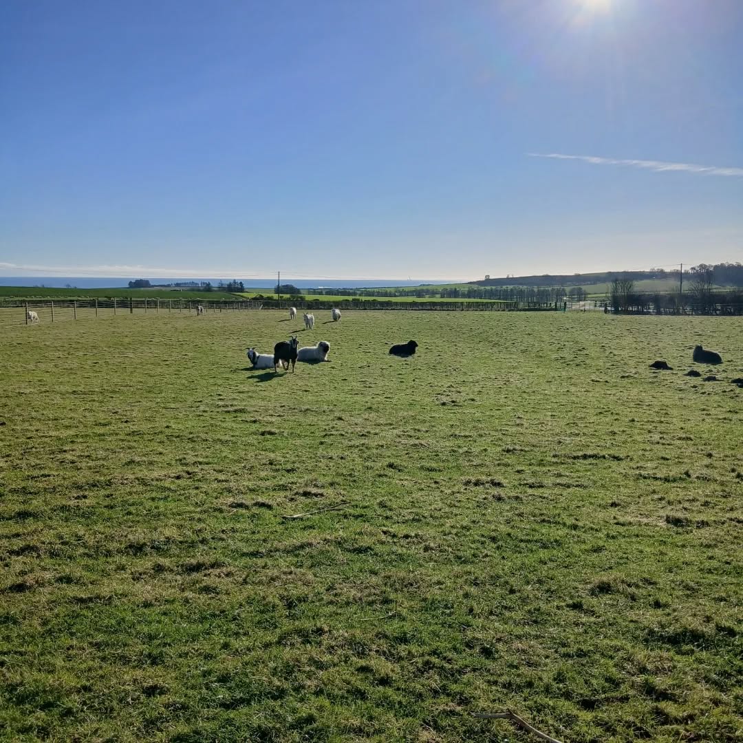 When the sun shines again, everything wakes up.
The sheep walk softly in the light.
The goats play in the warm air.
The bees dance under the blue sky.
The sun brings life back to the fields.
And it brings joy to my heart.
Do you feel more energy on a sunny day too? ☀️
#brawliemuirfarm #farmlife #johnshaven #sun
