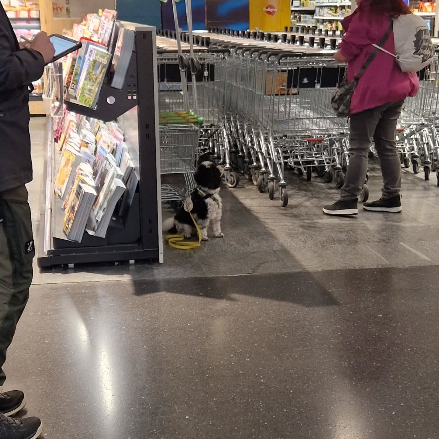 Herzlichen Glückwunsch dem Team Buddy zur bestandenen ESA-Nachprüfung nach zwei Jahren. Weiterhin viel Erfolg und Freude 🐾🍀🐕🥳