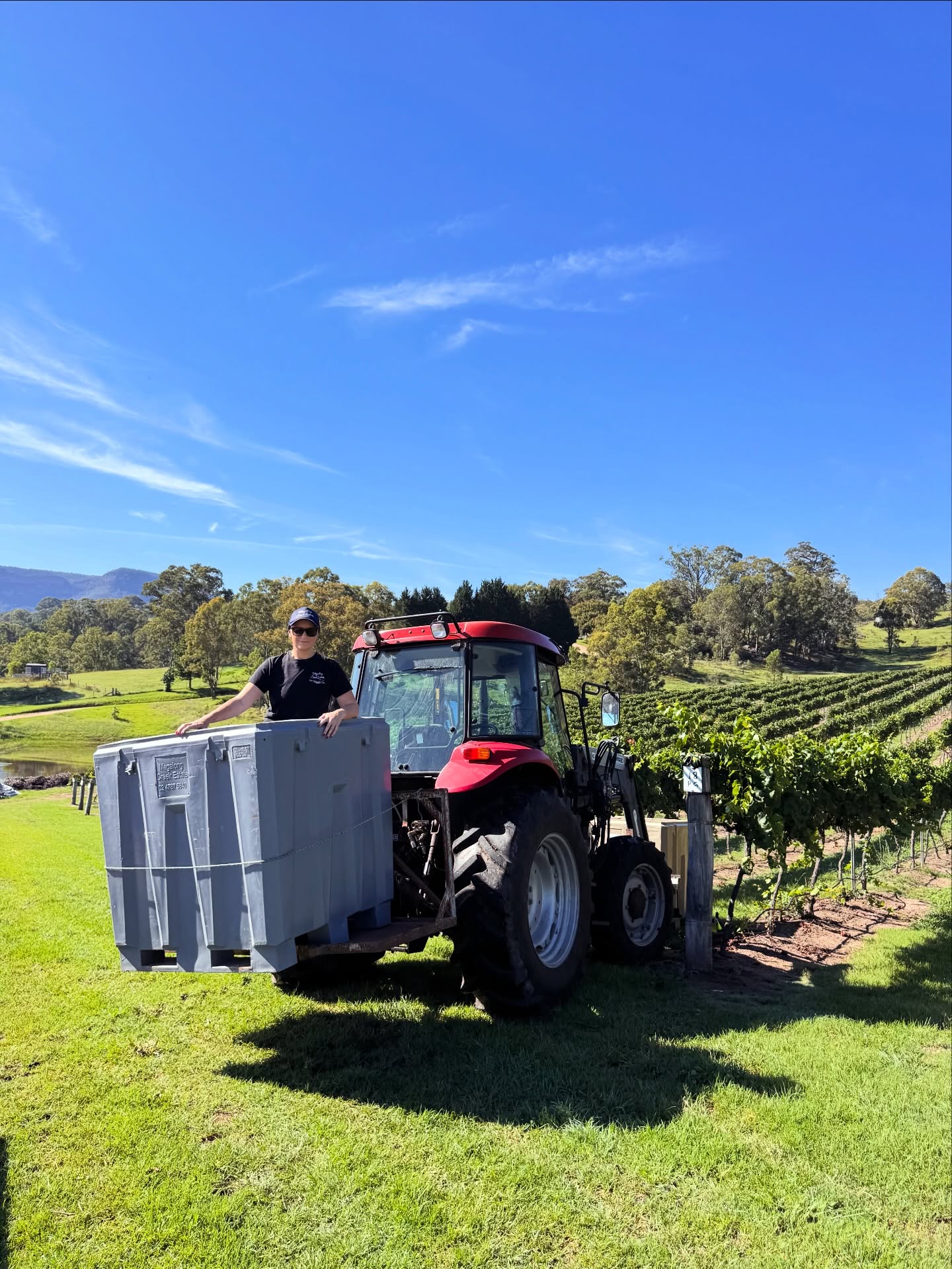 Harvest 2026 underway! The team is setting a cracking pace and it’s an easy pick with the fruit quality looking and tasting beautiful.🍇 #pinotgrigio #bluemountainwine #australiansinglevineyardwine #vintage2026 #familybusiness❤️
