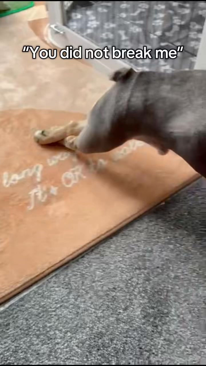 Everyone meet Leo, a 3 year old Frenchie who started treatment with HS Canine Hydrotherapy and Paddock and Paws late last year. He has been combining hydrotherapy and physiotherapy as part of his rehab.
Leo is a complex case who came to us paralysed and with no bladder control. His owners didn’t know how his spine had been injured, which is sadly common in smaller breeds like French Bulldogs. Conditions such as IVDD can happen suddenly with little or no obvious trauma.
Leo also had hemilaminectomy surgery, where a small section of bone is removed to take pressure off the spinal cord. This gave him the best chance to recover, alongside his ongoing rehab.
His owners have put in an incredible amount of work, committing to two hydrotherapy sessions a week as well as weekly physiotherapy.
Well done Leo💙🐾