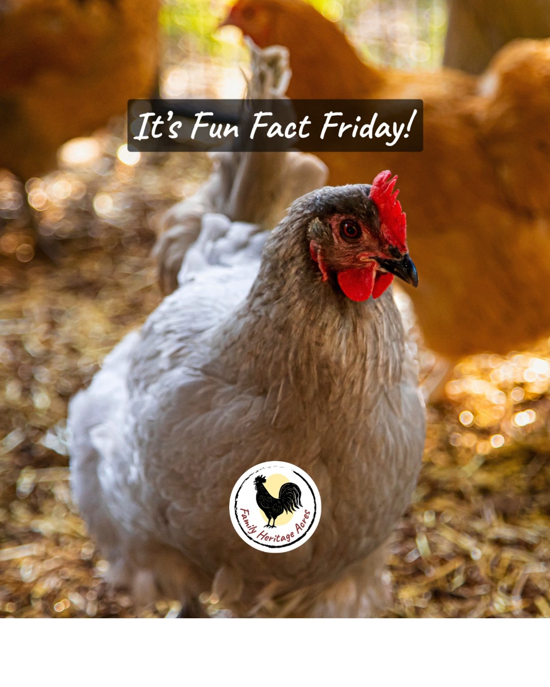 This is not a typo… the largest chicken egg ever recorded weighed over 454g (16 ounces)!
It was laid by a White Leghorn hen in Vineland, New Jersey, on February 25, 1956, according to the @GuinnessWorldRecords. The egg measured 9.1 inches in diameter and 6.3 inches tall! This double-yolked, and double-shelled egg was roughly three times the size of a standard egg! OUCH!
We’re not saying our hens are that competitive…
but if someone lays a 16-ouncer, we’re throwing a parade!
Have you ever cracked an unusually large egg? Triple yolk?
We have eggs for you daily - 10AM -7PM. We can't guarantee you will get 1 huge egg that will feed an entire family but you will get wholesome goodness raised right here on the farm!
Pickup at the Chick Shack in Kelso.
No preorder needed—just come early and grab a dozen!
Email for directions - Chicks@FamilyHeritageAcres.com
See you at the farm!
#guinessworldrecord #PorcelainBrahma #farmfresheggs #HeritageChickens #LocalFarm #EatLocal #BuyLocal #HappyHens #ZombieChickens #AyamCemani #KelsoWA