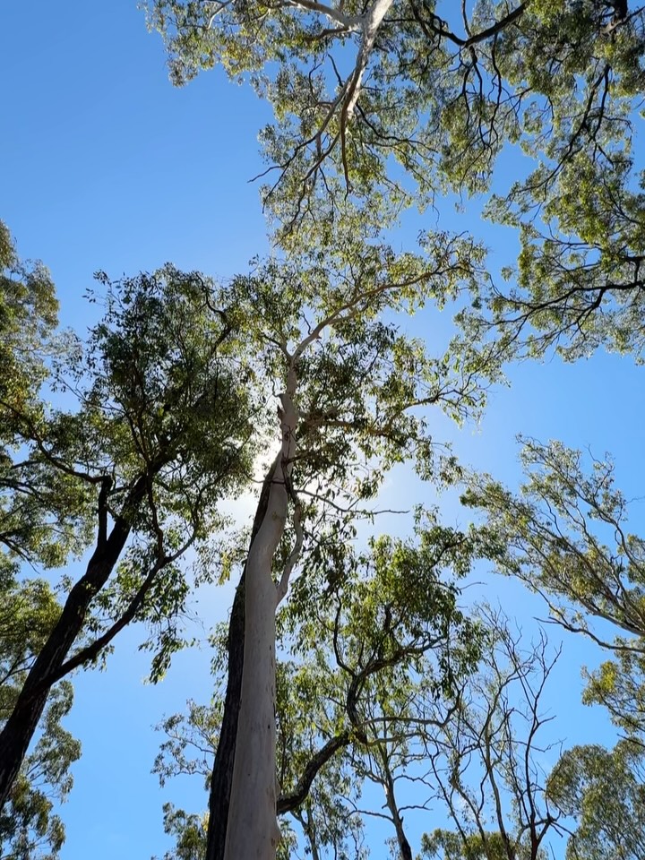 Just 15km from Brisbane’s CBD, Bunyaville Conservation Park is more than a recreational destination - it’s an example of how well-designed natural assets support healthier, more active communities. There is a network of shared trails which attracts mountain bike riders, walkers and families, creating accessible opportunities for outdoor activity close to where people live.
Spaces like Bunyaville highlight the growing demand for quality green infrastructure and multi-use recreational networks across South East Queensland. Thoughtful planning and management are essential to balance environmental conservation, user safety, and the diverse needs of the community.
For urban planners, policymakers and community stakeholders, spaces like Bunyaville demonstrate the value of:
💰Investing in active transport and recreation infrastructure
🍃Protecting natural landscapes while enabling responsible use
❤️Supporting physical and mental wellbeing through accessible public spaces
👣Creating destinations that strengthen local identity and connection to place.
As our cities continue to evolve, integrating high-quality green spaces into urban planning will remain critical to building resilient, liveable communities.