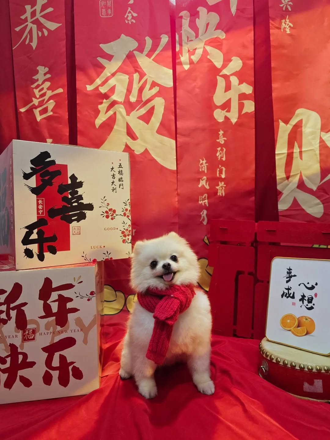 New Year glow-up for your furry bestie! ✨
-
-
-
-
-
-
-
#PetsMan #petmobilegrooming #doortodoorservice🚗🏡 #petlovers #petgrooming petslove petsgroomer petsgroomingPetsMan 🛁🐶🐱
📍Service Area : KL / KLANG VALLEY AREA
Feel free to DM us for more info !
WhatsApp us for appointment 0175233811 ☎️