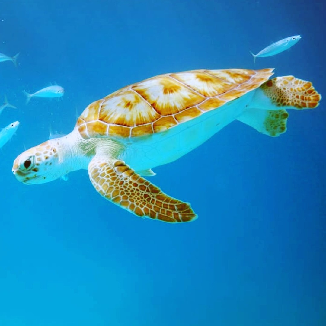 Monterra Travel clients are currently swimming with the turtles in the Caribbean while sailing with Silversea cruise line. #monterratravel #silversea #caribbean #luxurycruising #seaturtles #turtles #snorkeling #travel #virtuoso