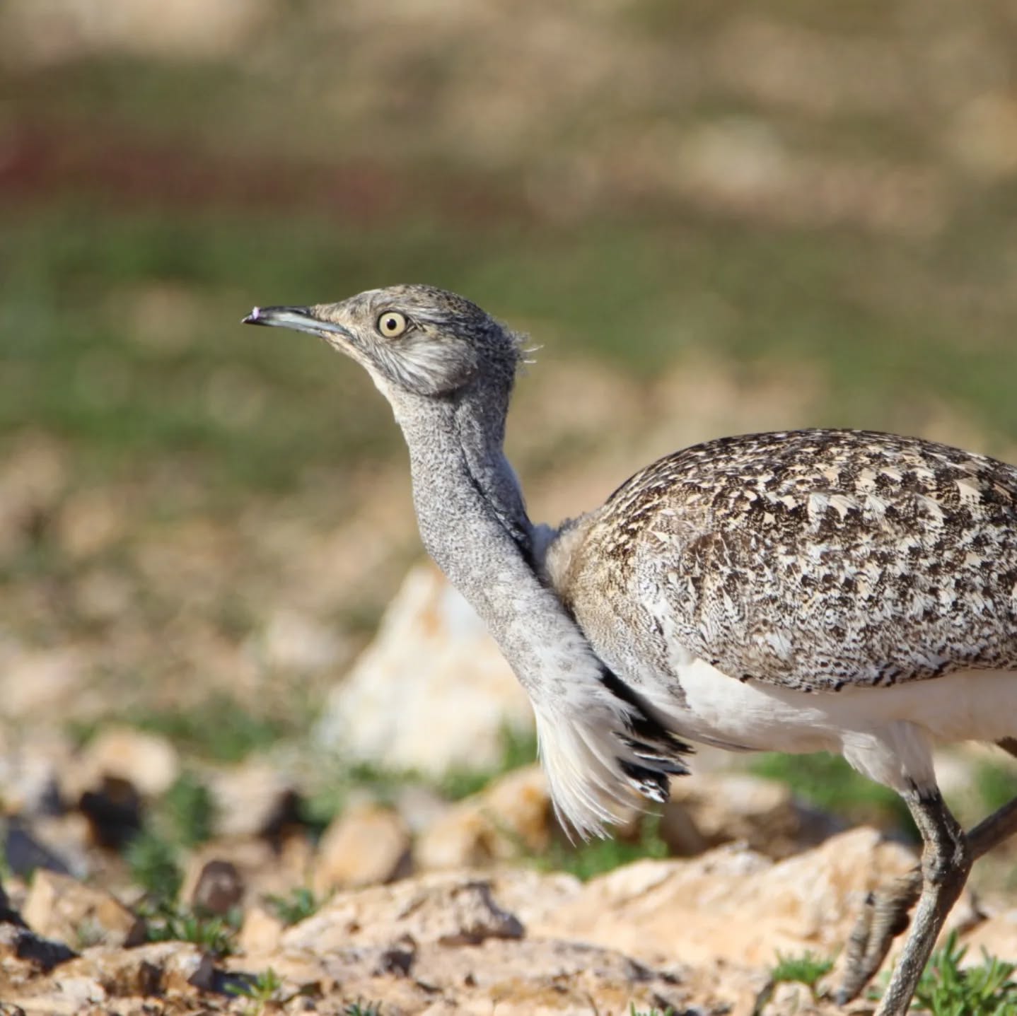🇬🇧 This past Sunday we successfully completed an eight-day birding tour on Fuerteventura (Canary Islands), organized in collaboration with Arcatour.
Our guides, Félix and Inma, accompanied Manuela Seifert and an enthusiastic group of observers from Switzerland on a trip focused on seeing as many species as possible, with special attention to endemic and range-restricted birds.
Throughout the tour, from the north to the south of the island, the group enjoyed stunning landscapes and excellent sightings of iconic species such as Houbara bustard, Cream-coloured courser, Black-bellied sandgrouse, Berthelot’s pipit, Trumpeter finch, Egyptian vulture (sub. majorensis) , Canary Islands stonechat, Eurasian stone-curlew (sub. insularum), Great grey shrike (sub. koenigi), or Atlantic canary, among many others.
We were also fortunate to coincide with an exceptional wildflower bloom following the recent rains, a rare event on the island that was especially appreciated by all participants.
Many thanks for the trust placed in our team.
It was a pleasure to share this experience, and we look forward to seeing you again on future nature trips!
#birdwatching #birdguides #naturetravel #Spain