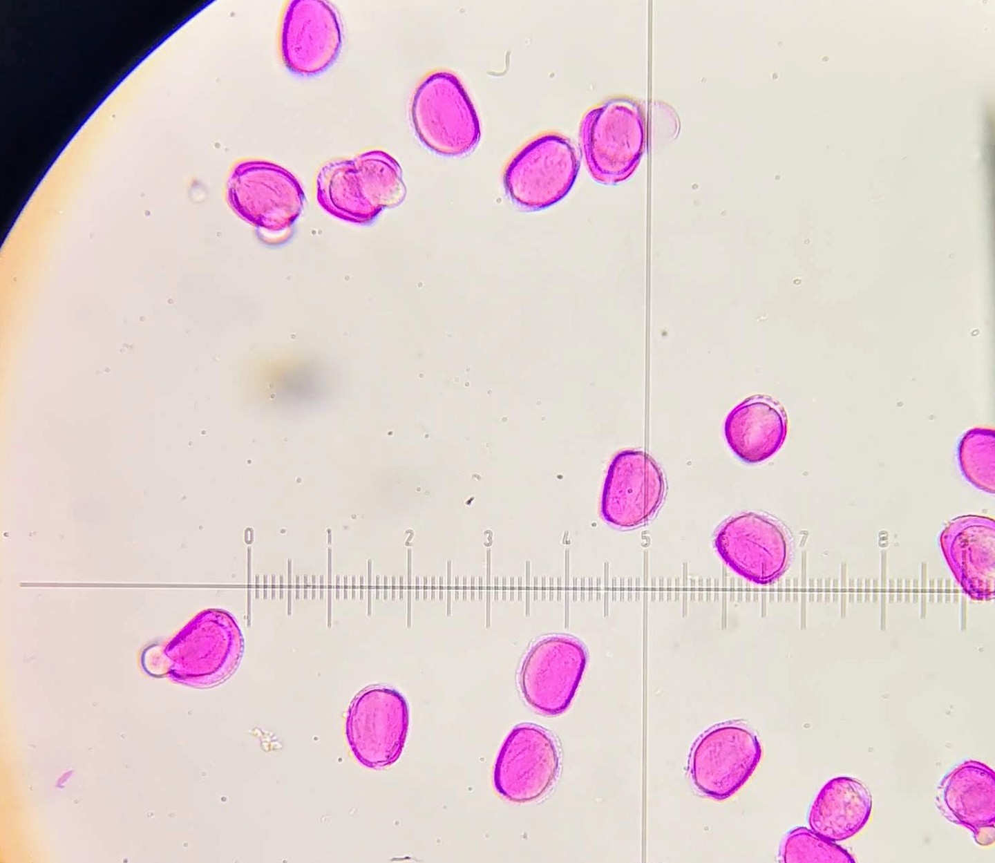 Snowdrop pollen under the Microscope.
#beekeeping #microscopy