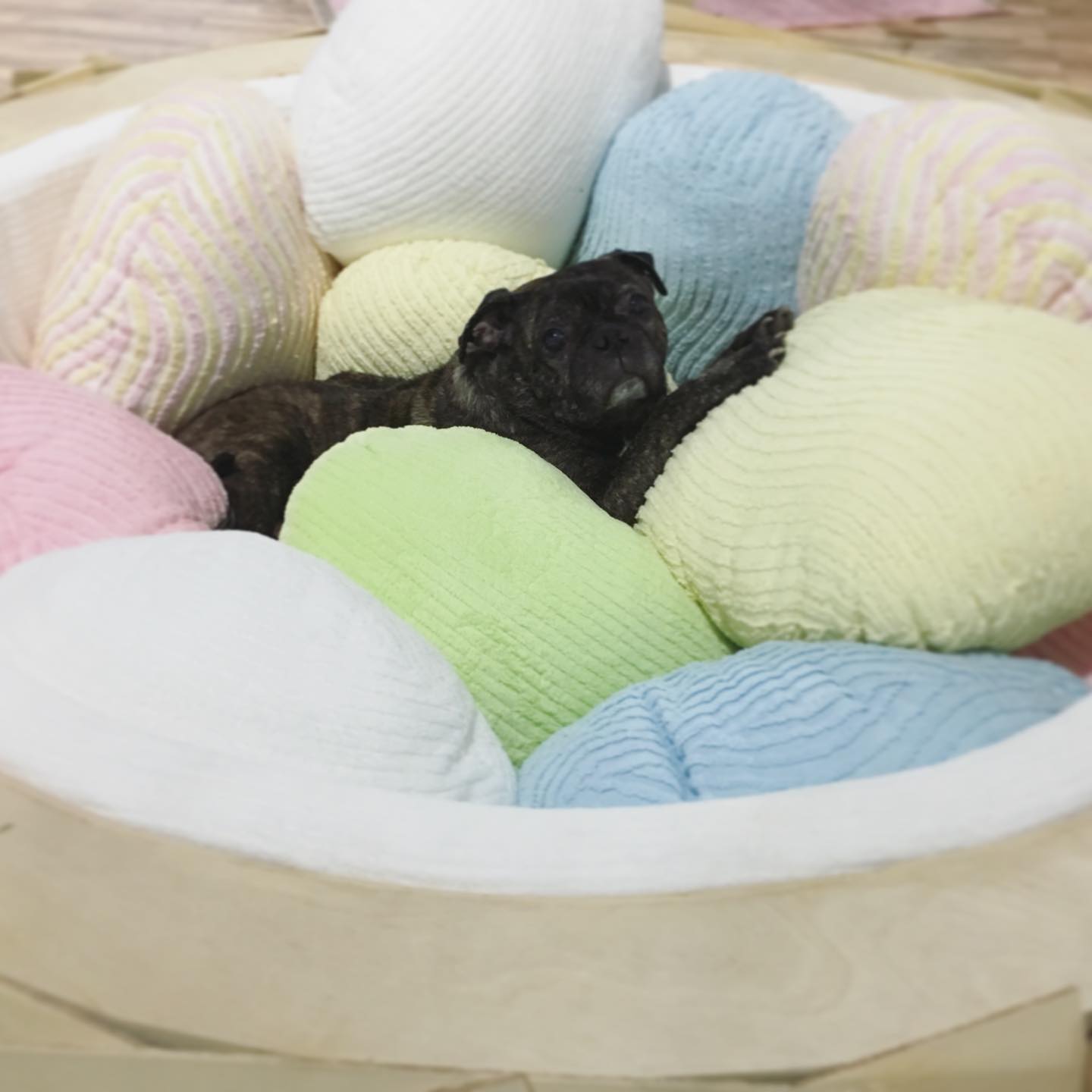 It is with a heavy heart we say goodbye to the greatest set dog there ever was and ever will be, Pudge. ♥️ He graced us with his snorts and waggles, did laps around set looking for snacks and pets. He’s featured in our Instagram more than any of our human team members. And he is the #goodestboy forever and always.