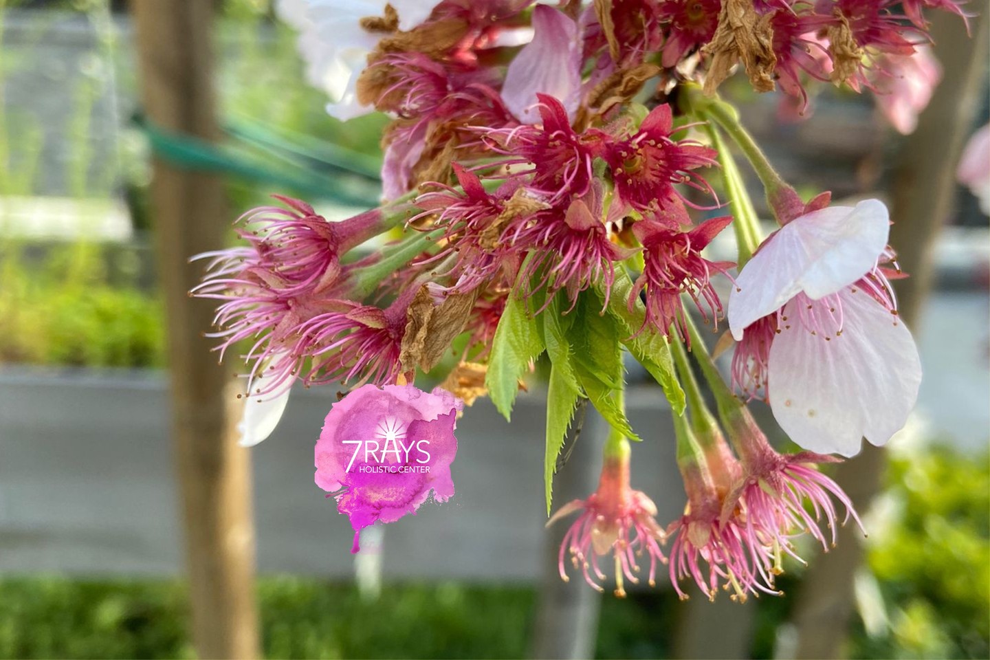 Some blossoms are in full bloom.
Some are fading.
Some are just beginning.
And all of them belong.
We are the same.
Not every season is meant for flowering. Some are for resting. Some are for releasing. Some are quietly preparing what is next.
Trust your timing.
Every phase of you is sacred.
With love,
Hemla 🌿
7 Rays Holistic Center
preparing for
Read More: https://www.7raysholisticcenter.com
📸 Photo by Hemla
#reawakenthepower
#colortherapy #familyconstellations #CrystalHealing #EnergyWork #Intuition #Productivity #SpiritualGrowth
#ColorTherapy #SelfExpression #ChakraHealing #7rays